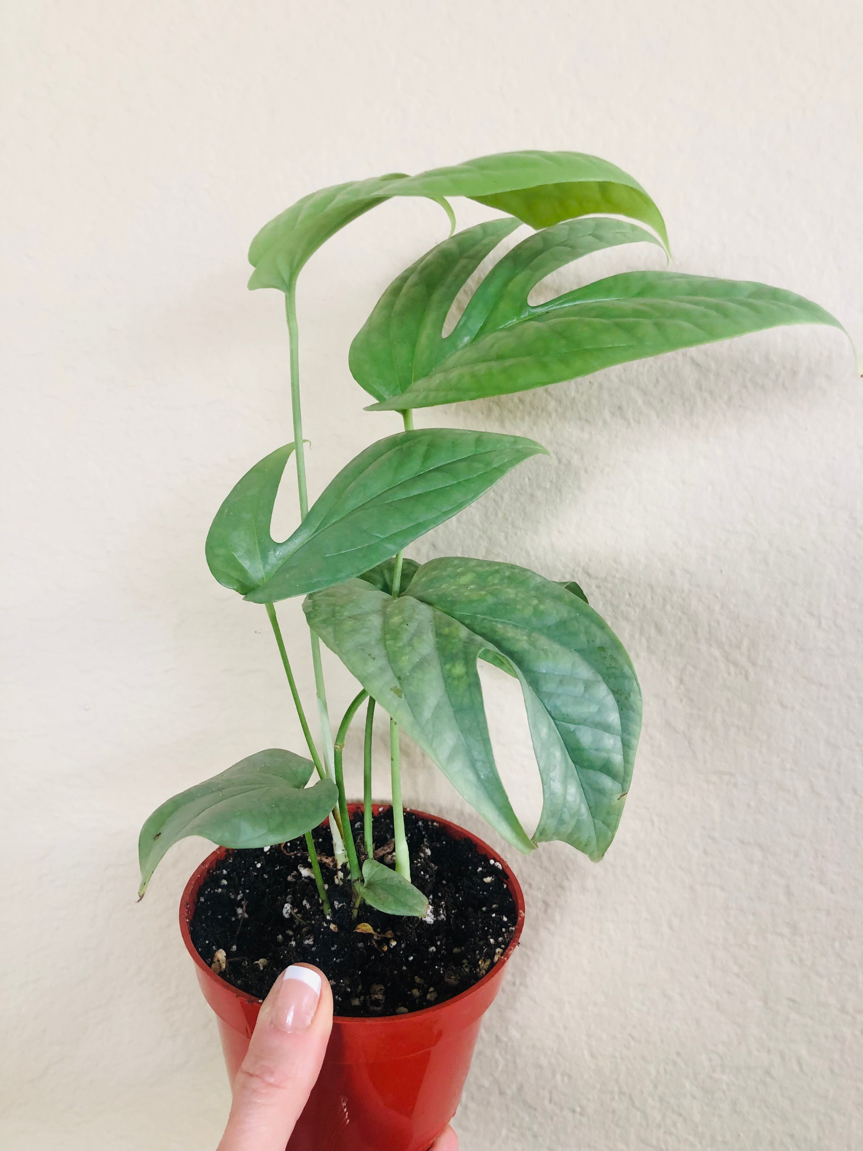Monstera 'Spiderman'