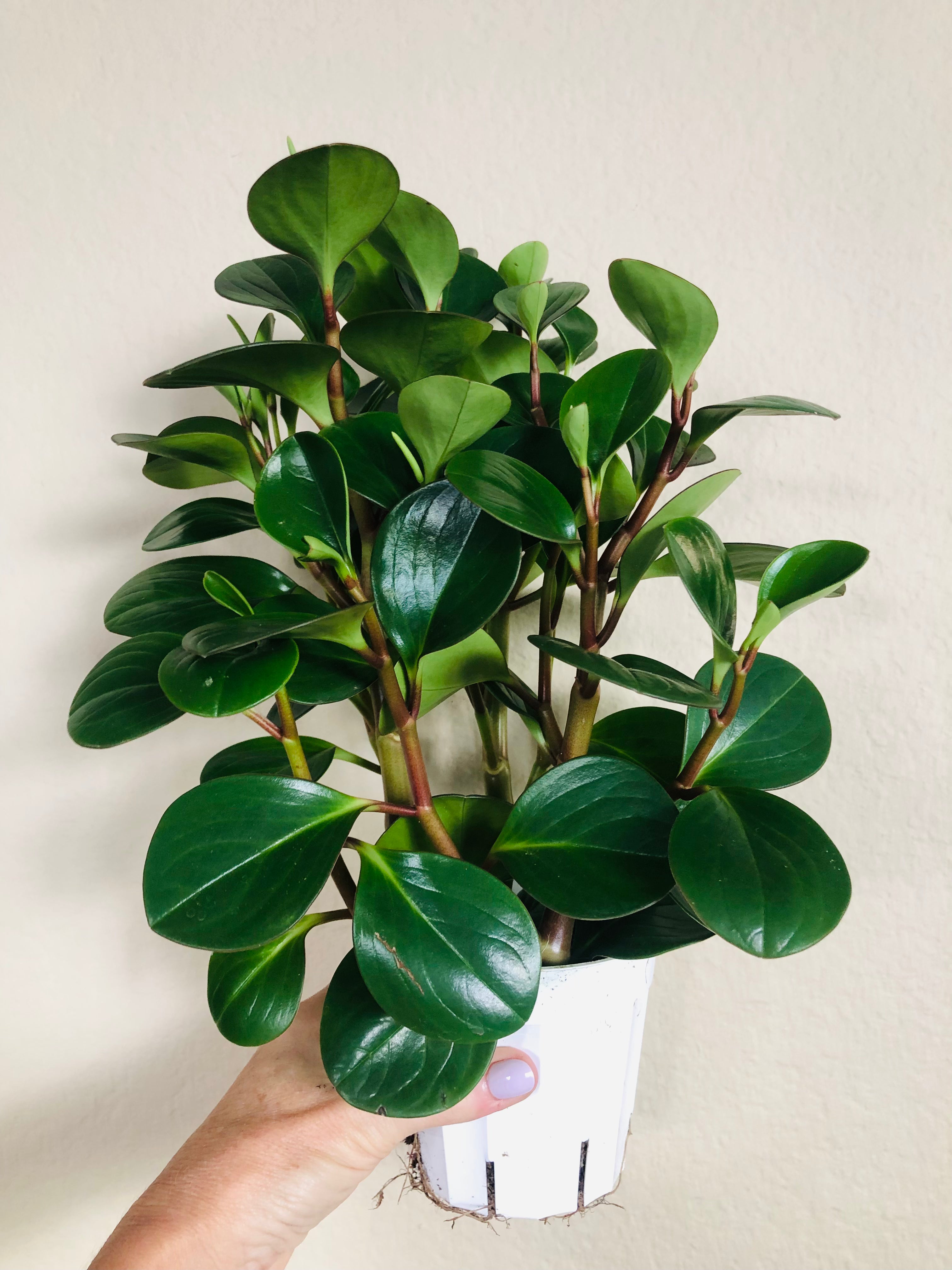 Peperomia Obtusifolia 'Thailand'