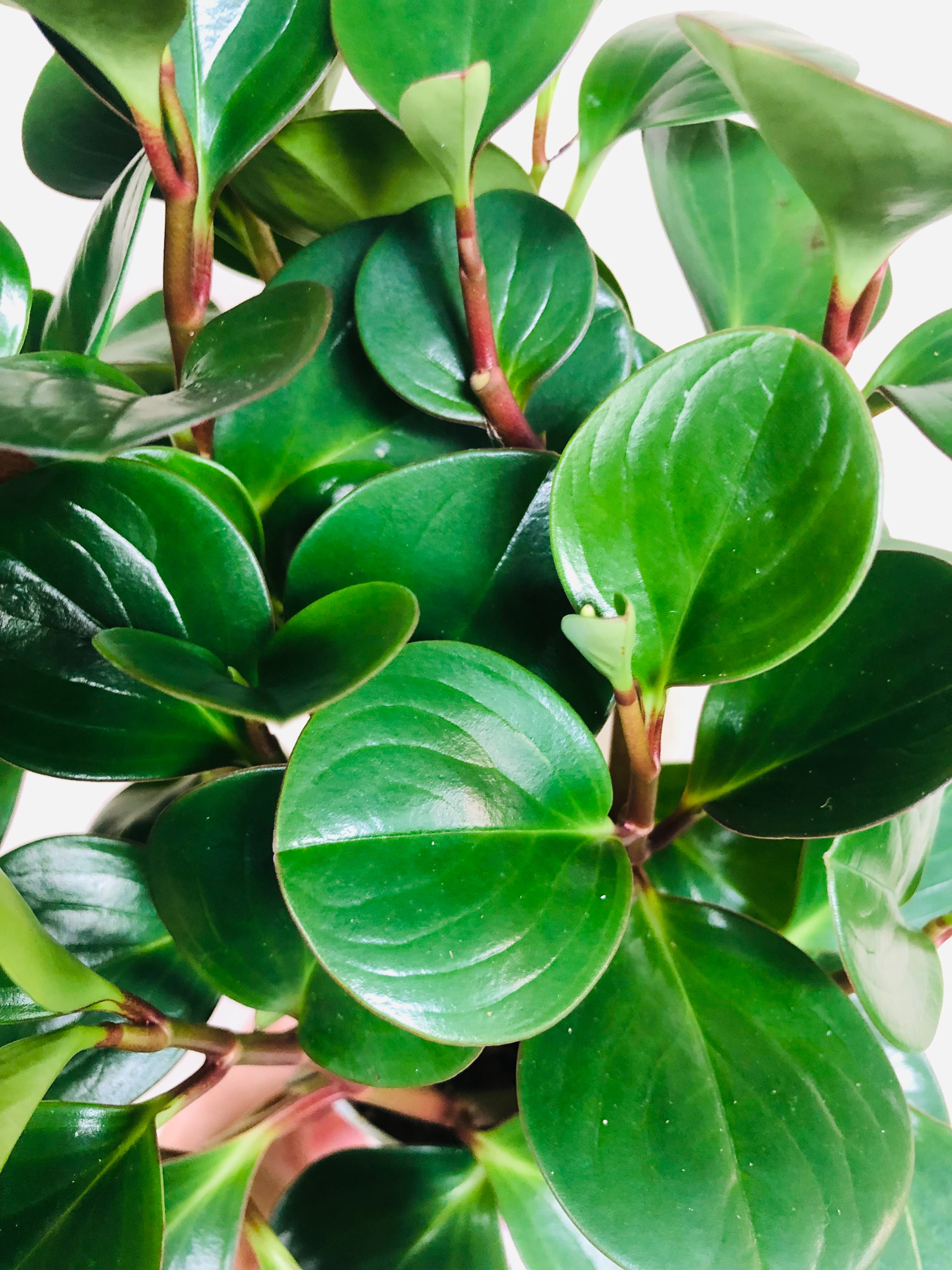 Peperomia Obtusifolia 'Thailand'