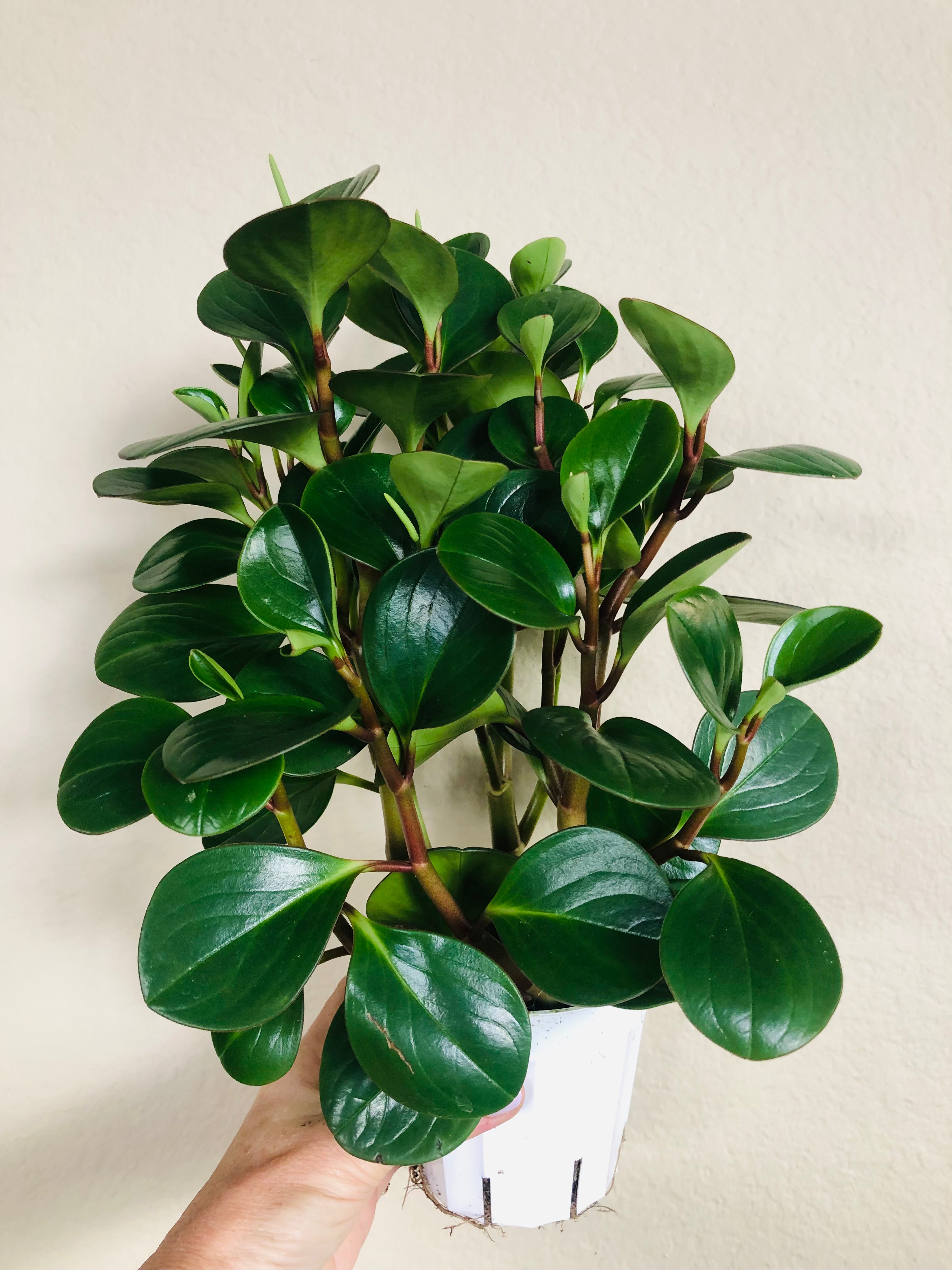 Peperomia Obtusifolia 'Thailand'