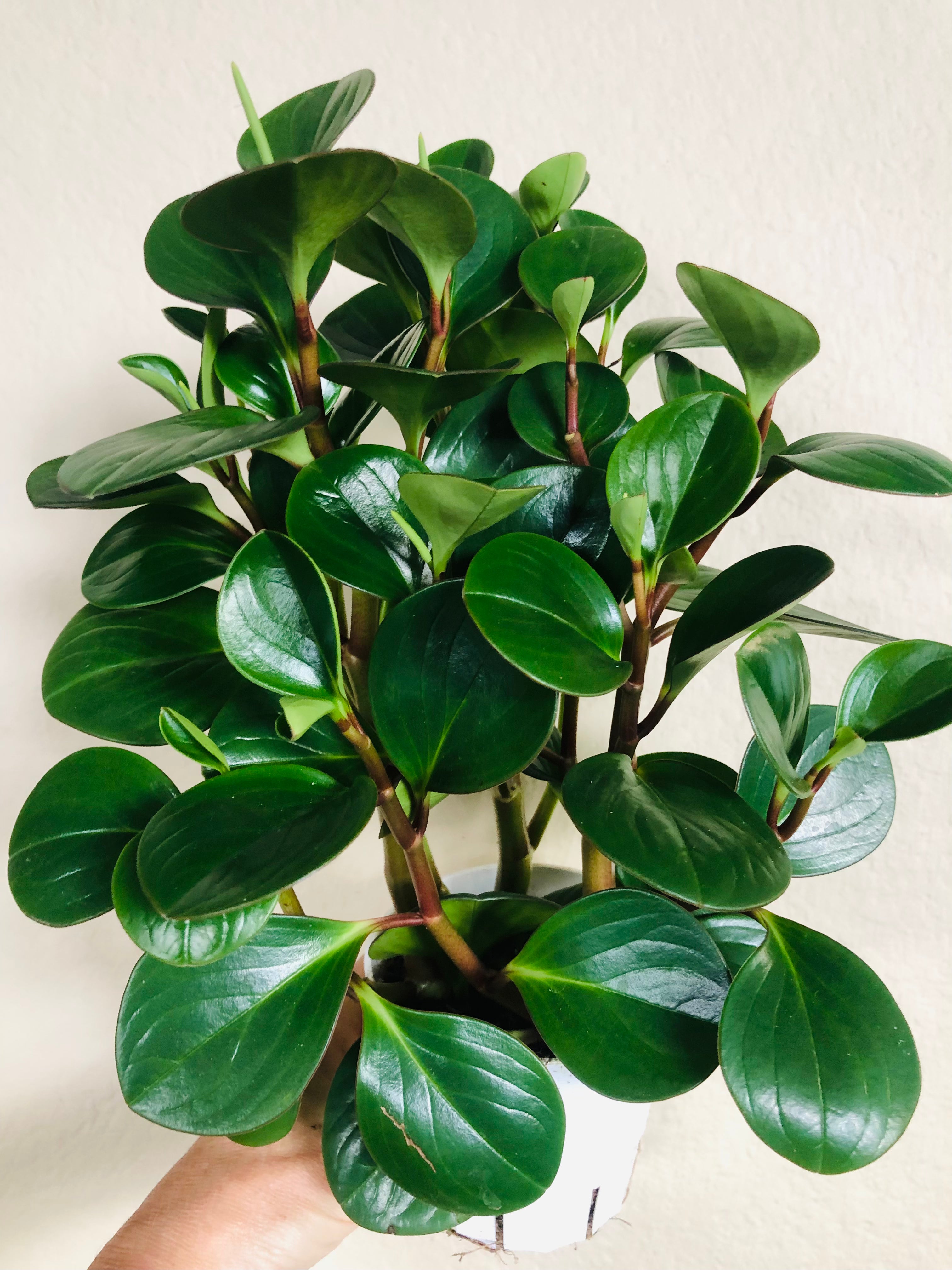 Peperomia Obtusifolia 'Thailand'
