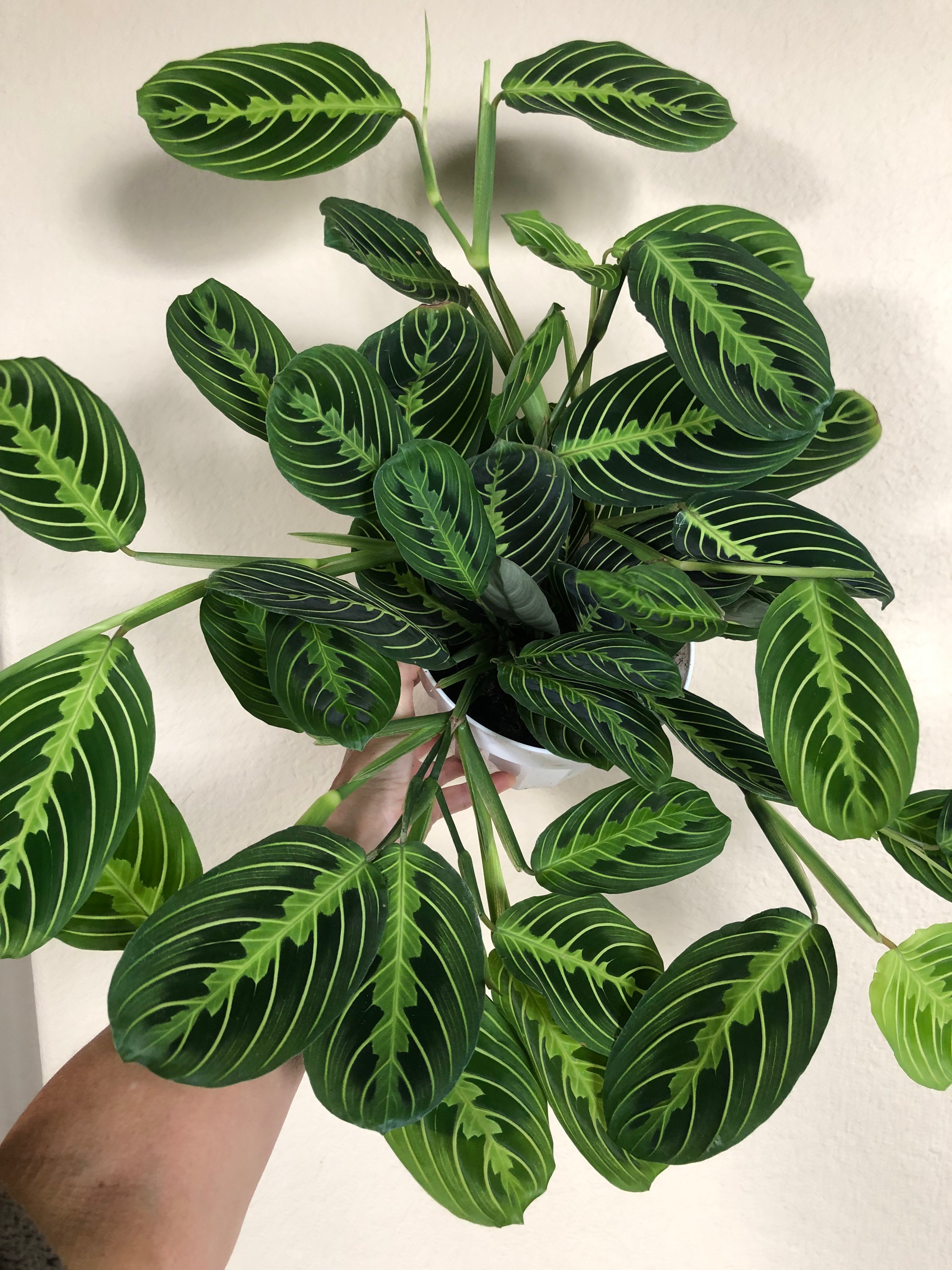 Maranta 'Lemon Lime'