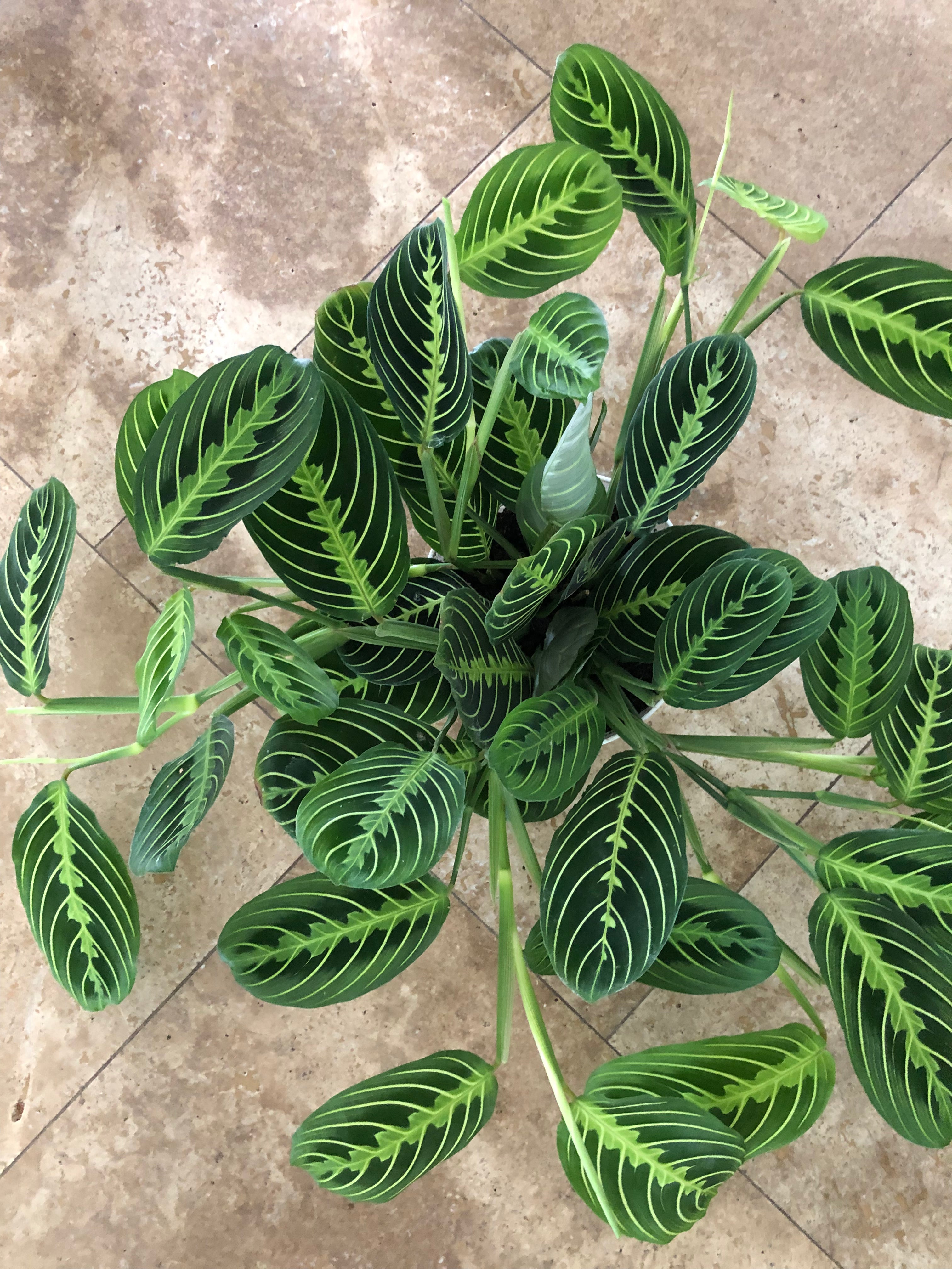 Maranta 'Lemon Lime'