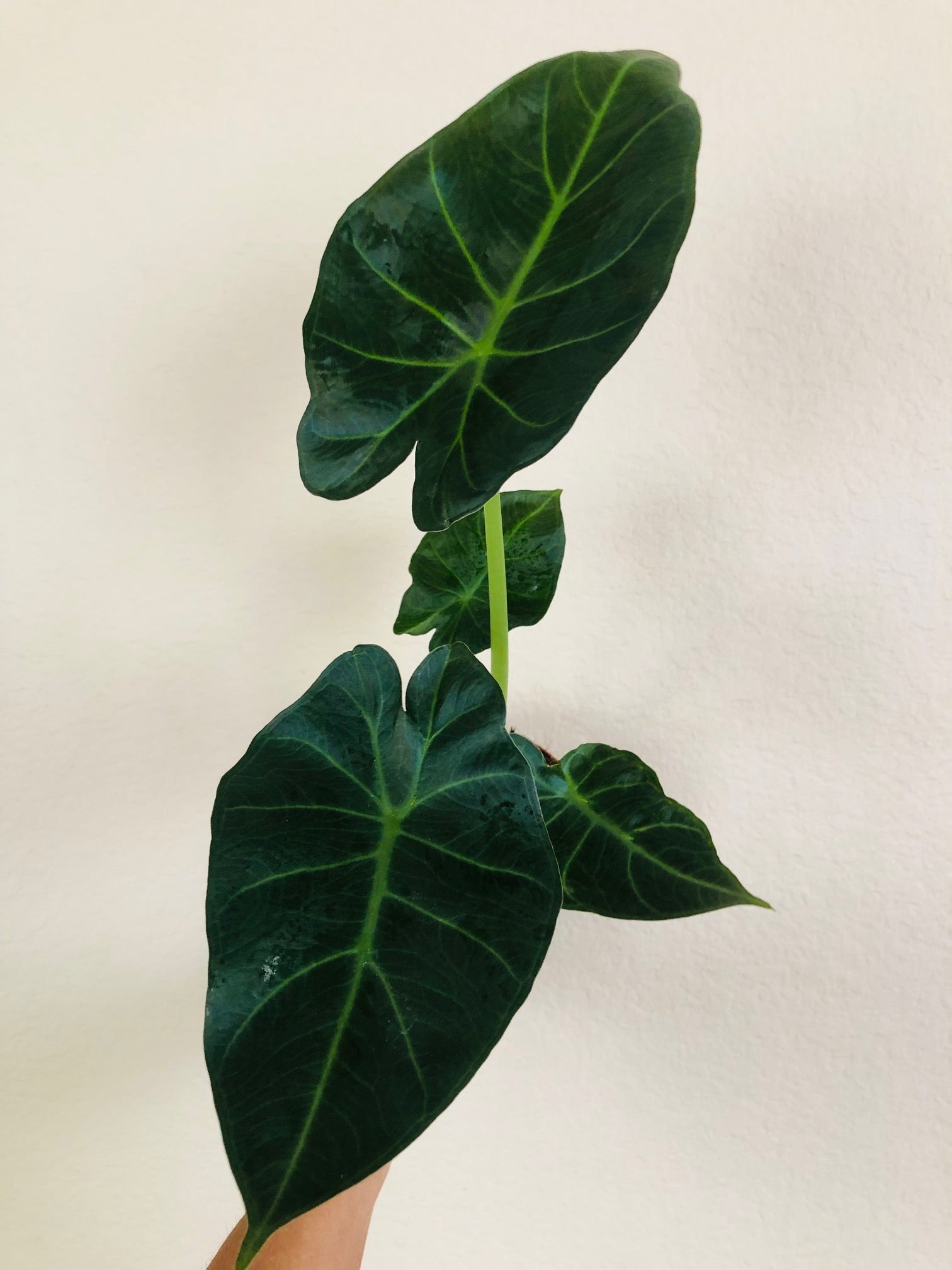 Alocasia Regal Shield