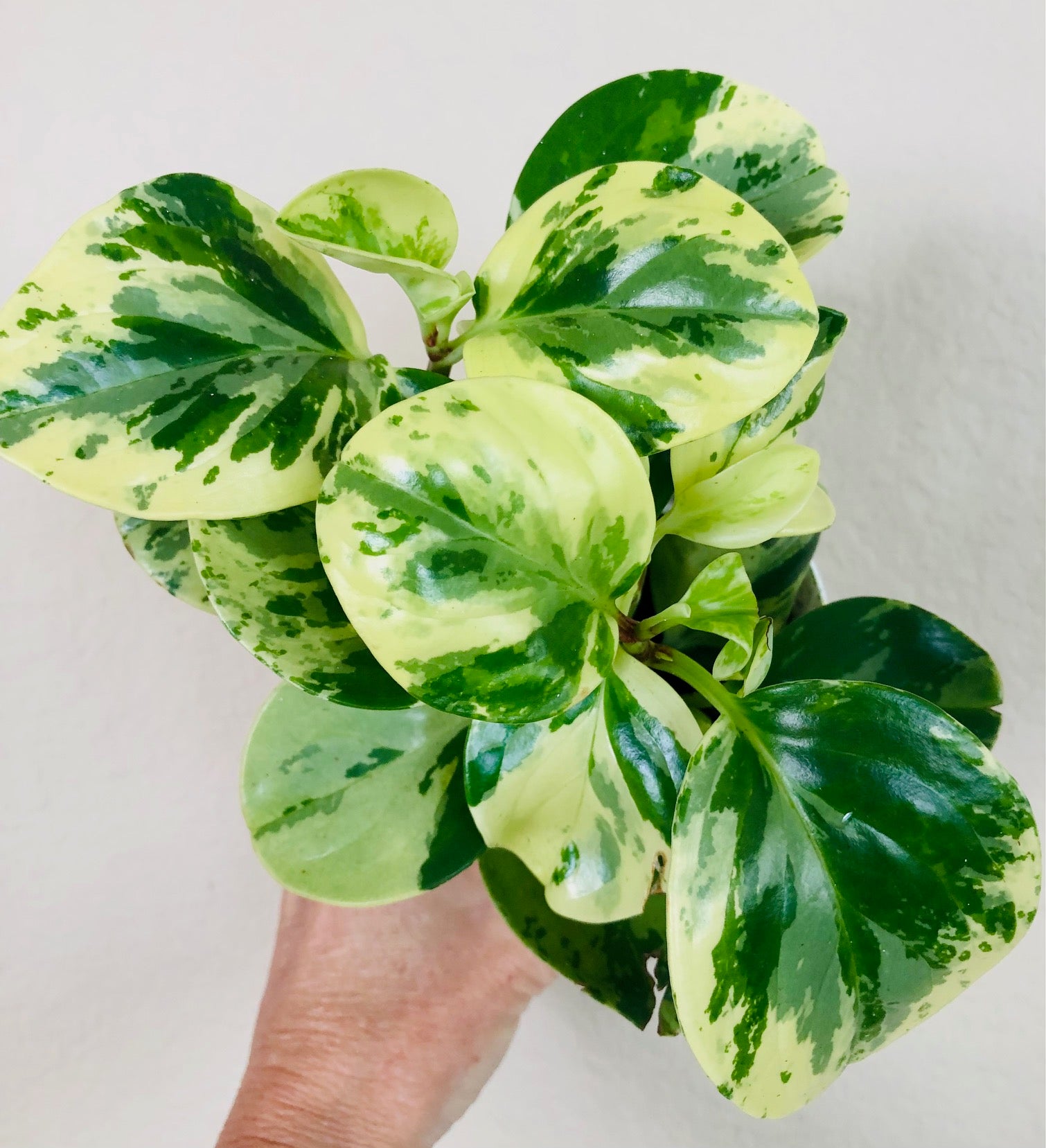 Peperomia Obtusifolia 'Marble'