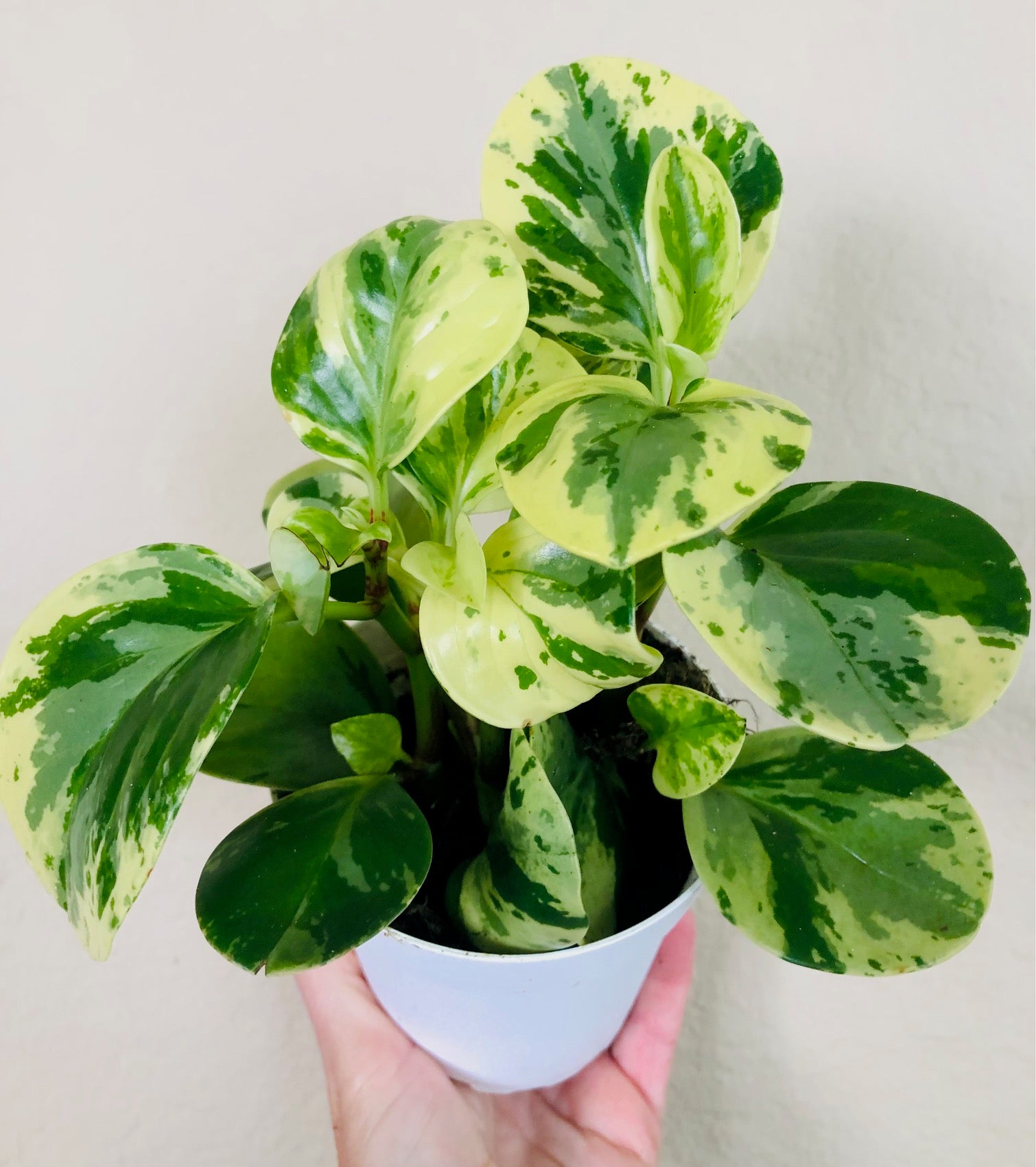 Peperomia Obtusifolia 'Marble'