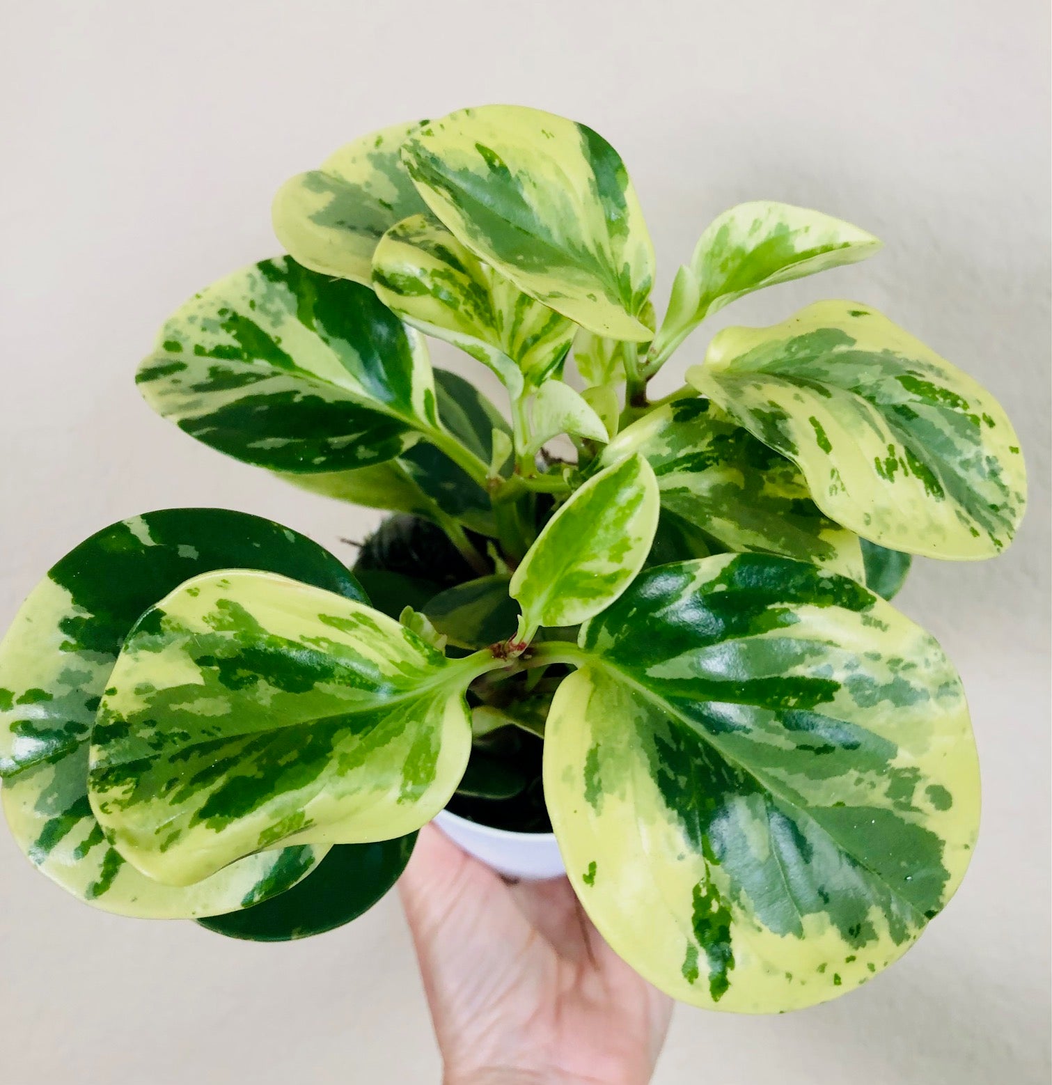 Peperomia Obtusifolia 'Marble'