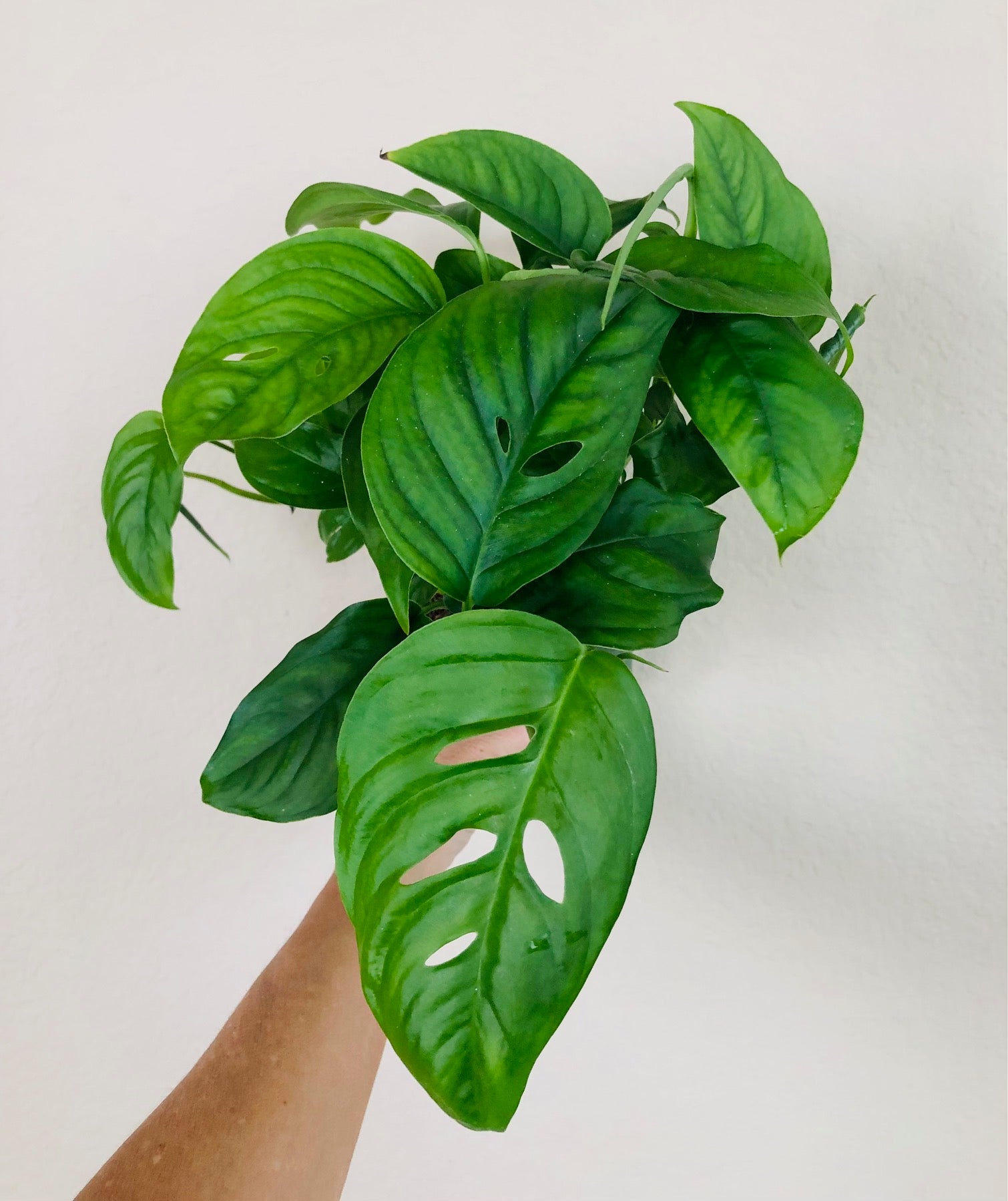 Monstera Adansonii var 'Laniata'