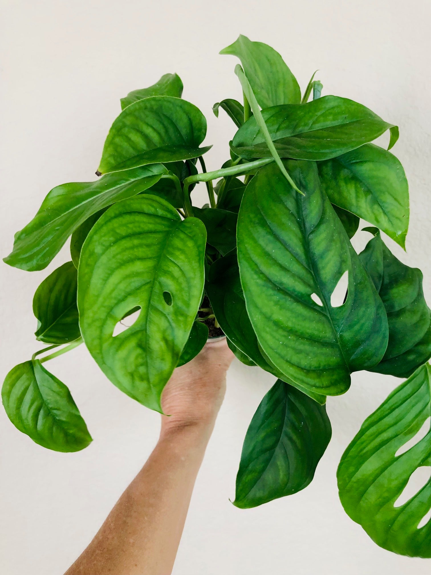 Monstera Adansonii var 'Laniata'