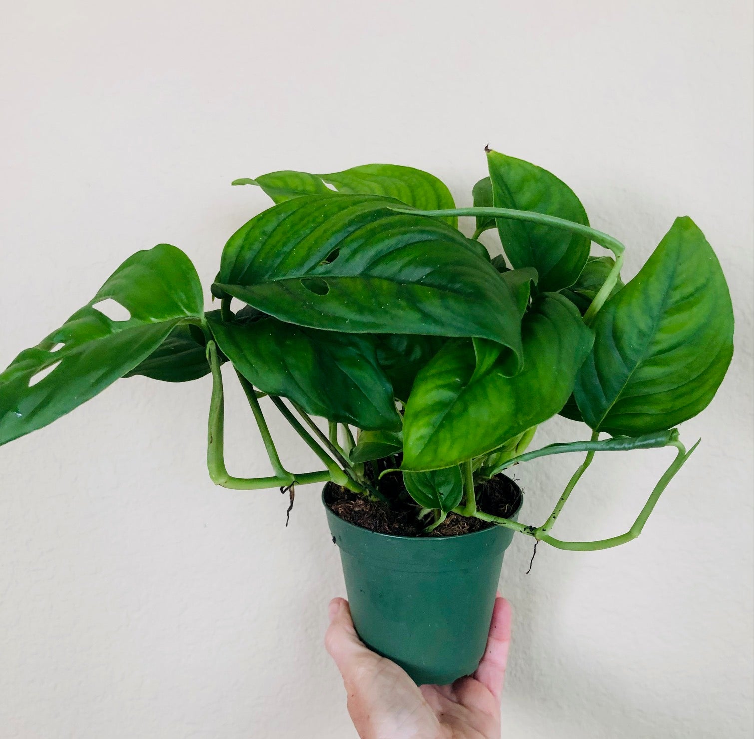 Monstera Adansonii var 'Laniata'