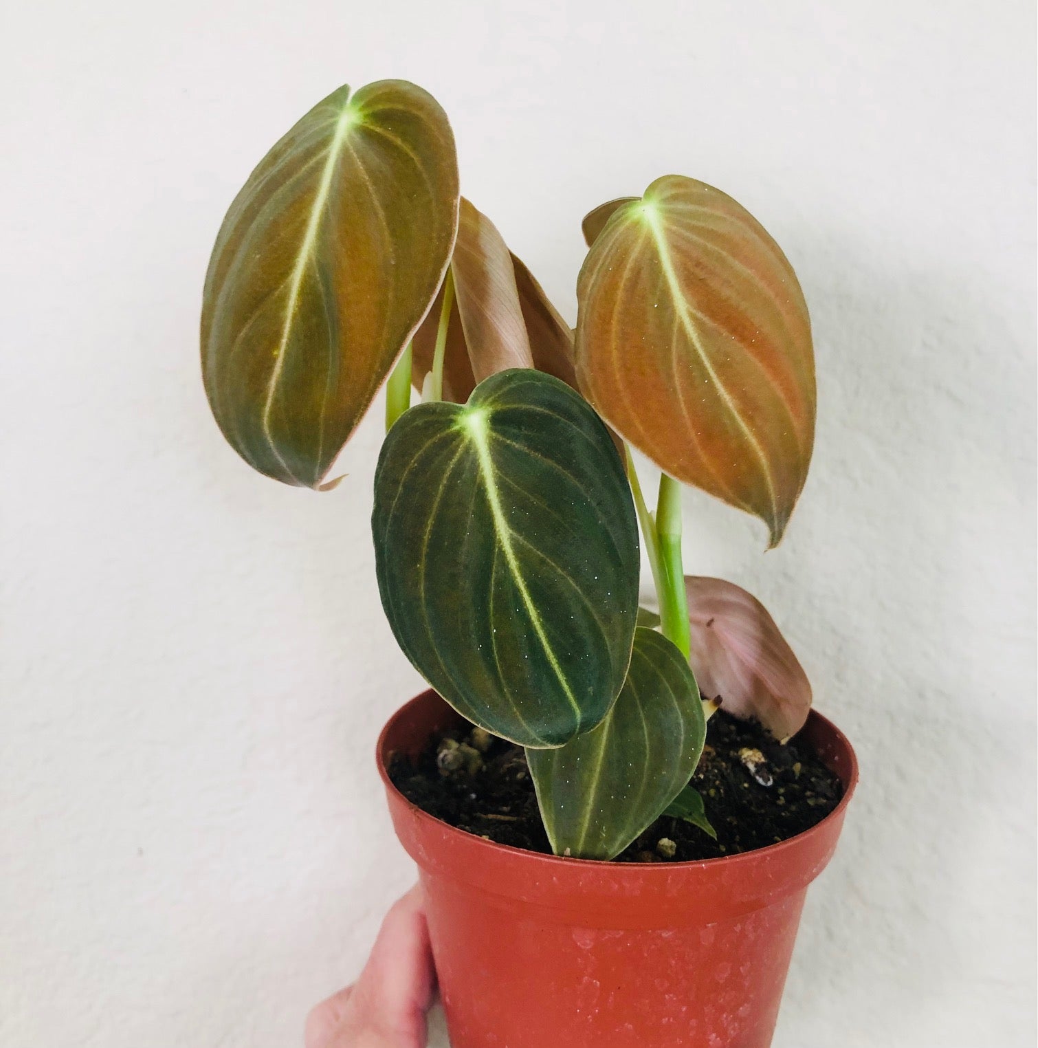 Philodendron Melanochrysum