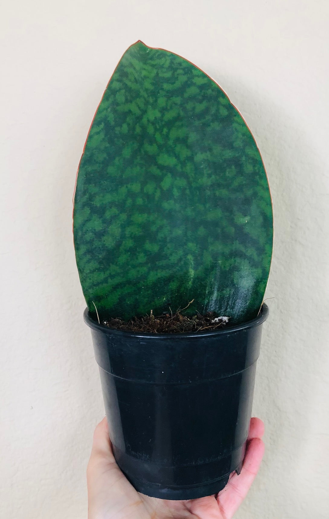 sharks fin snake plant Sansevieria 'Shark Fin'