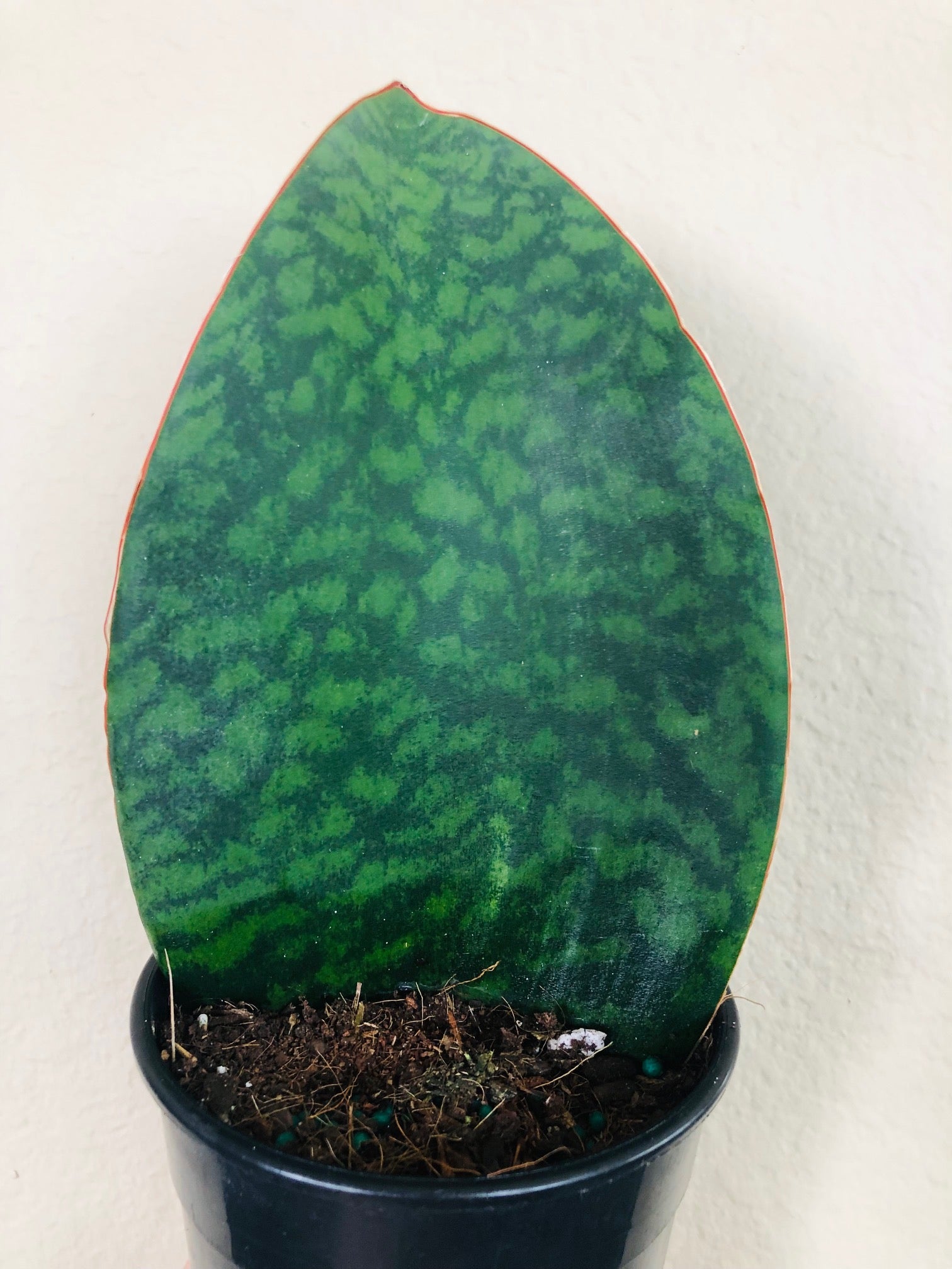 Sansevieria 'Shark Fin'