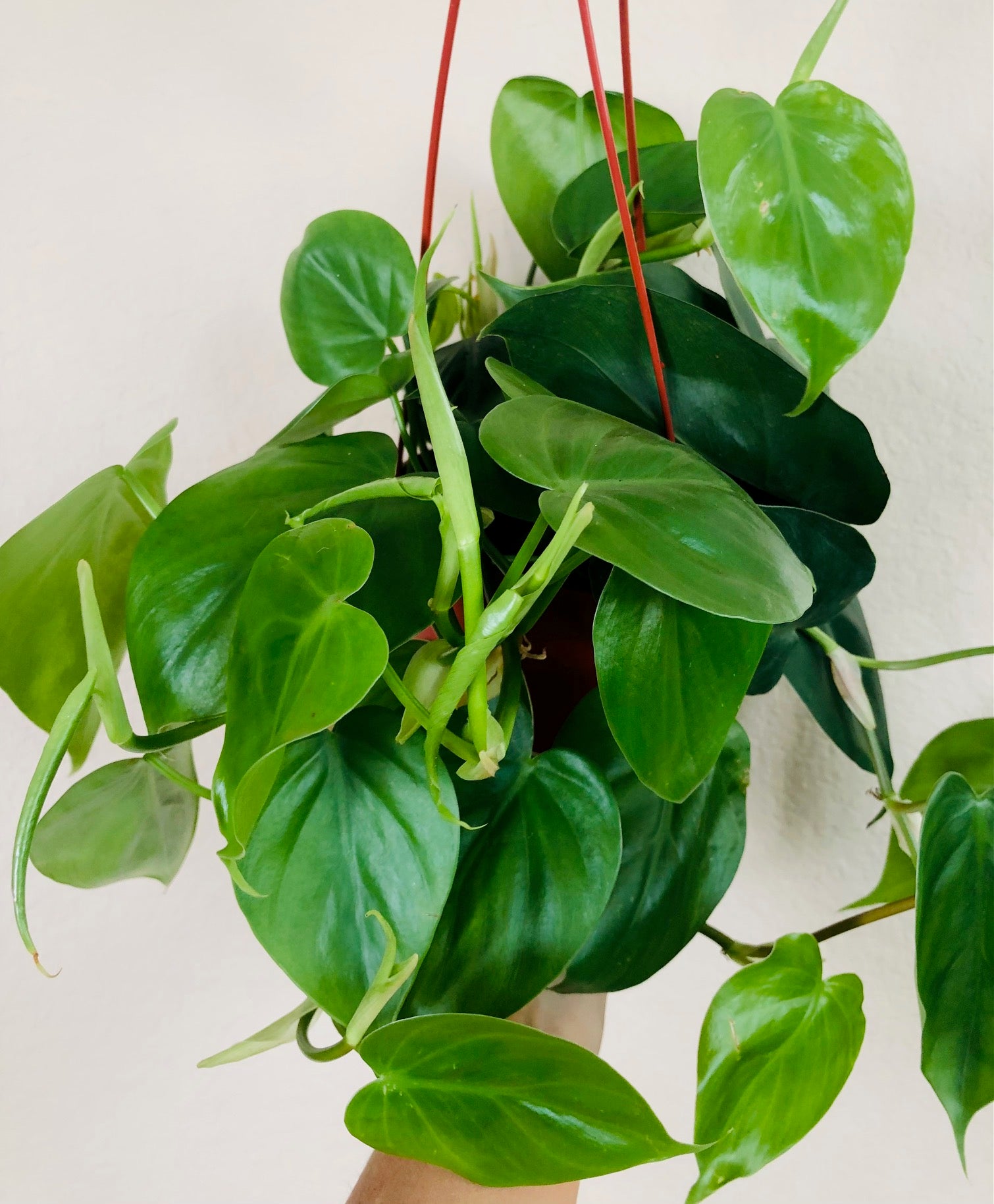 philodendron cordatum ' Philodendron Cordatum 'Heartleaf'