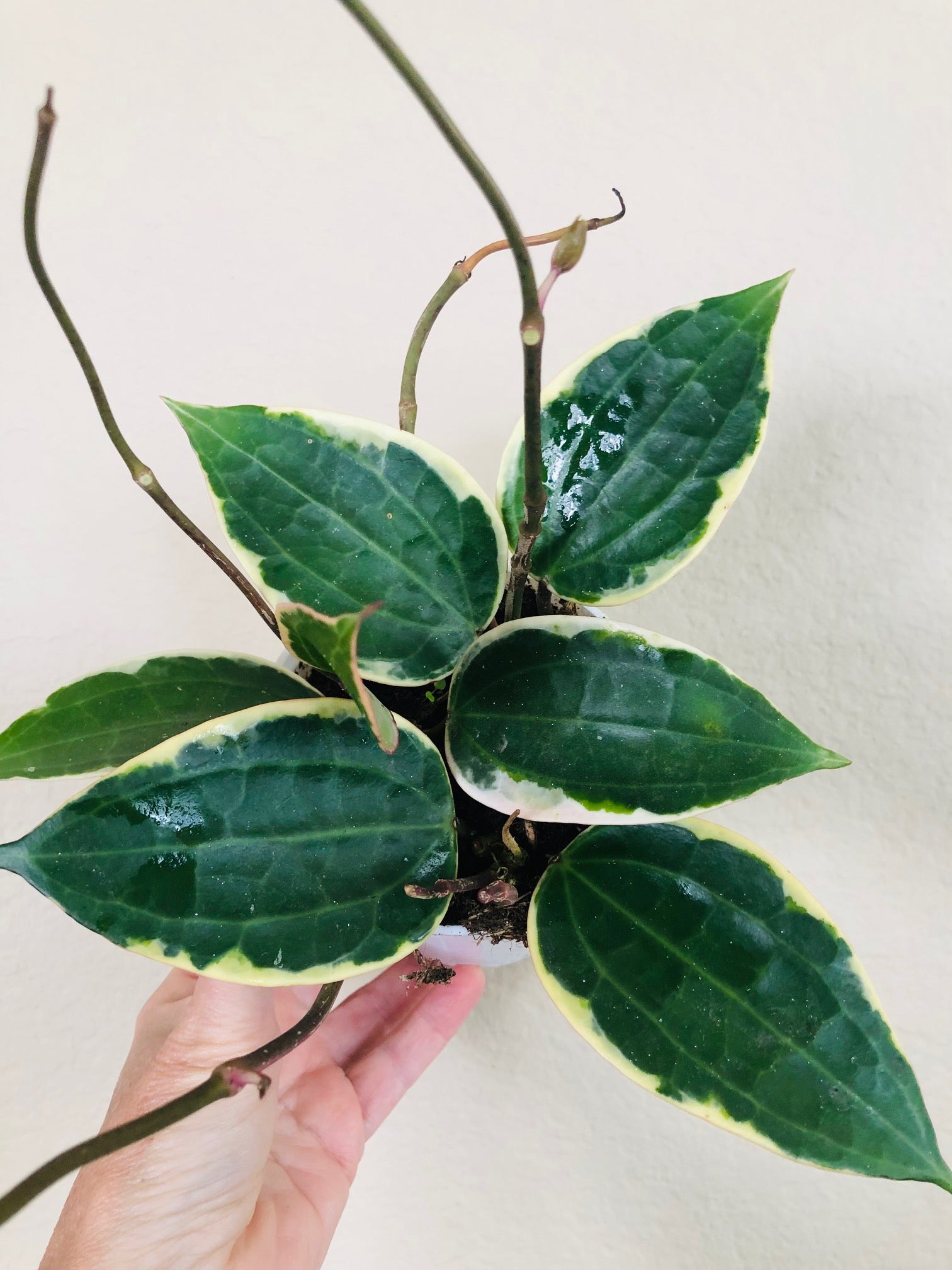 Hoya 'Macrophylla'