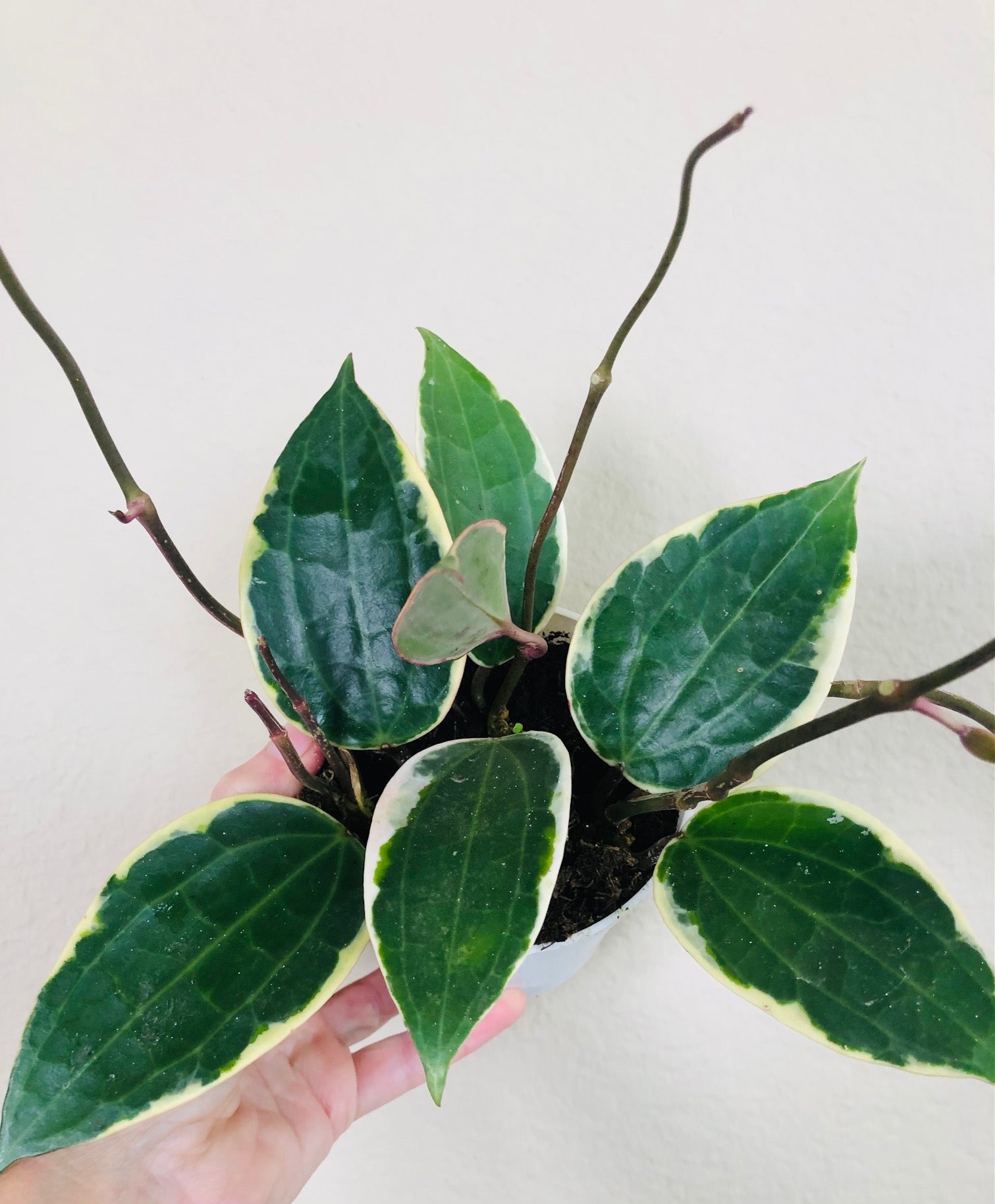 Hoya 'Macrophylla'