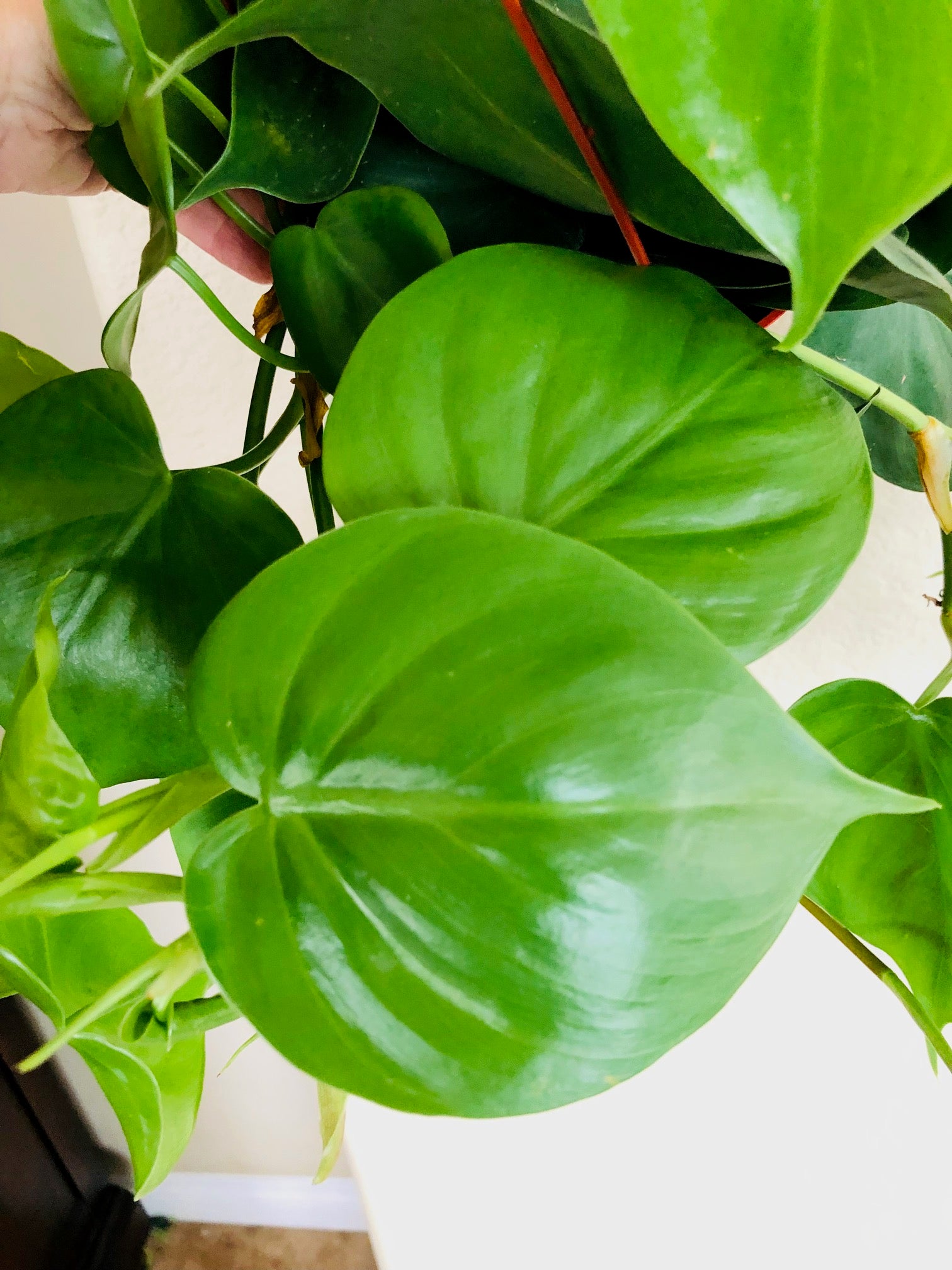 Philodendron Cordatum 'Heartleaf'