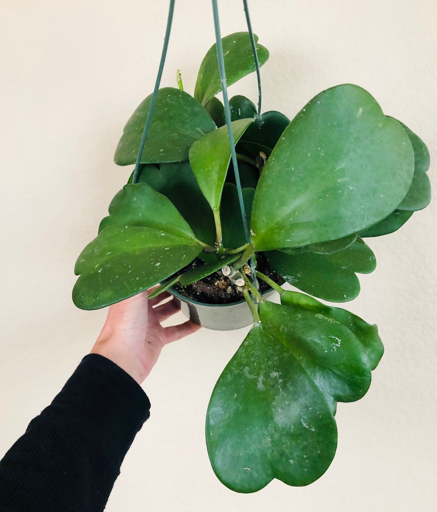 Hoya Kerrii Vine