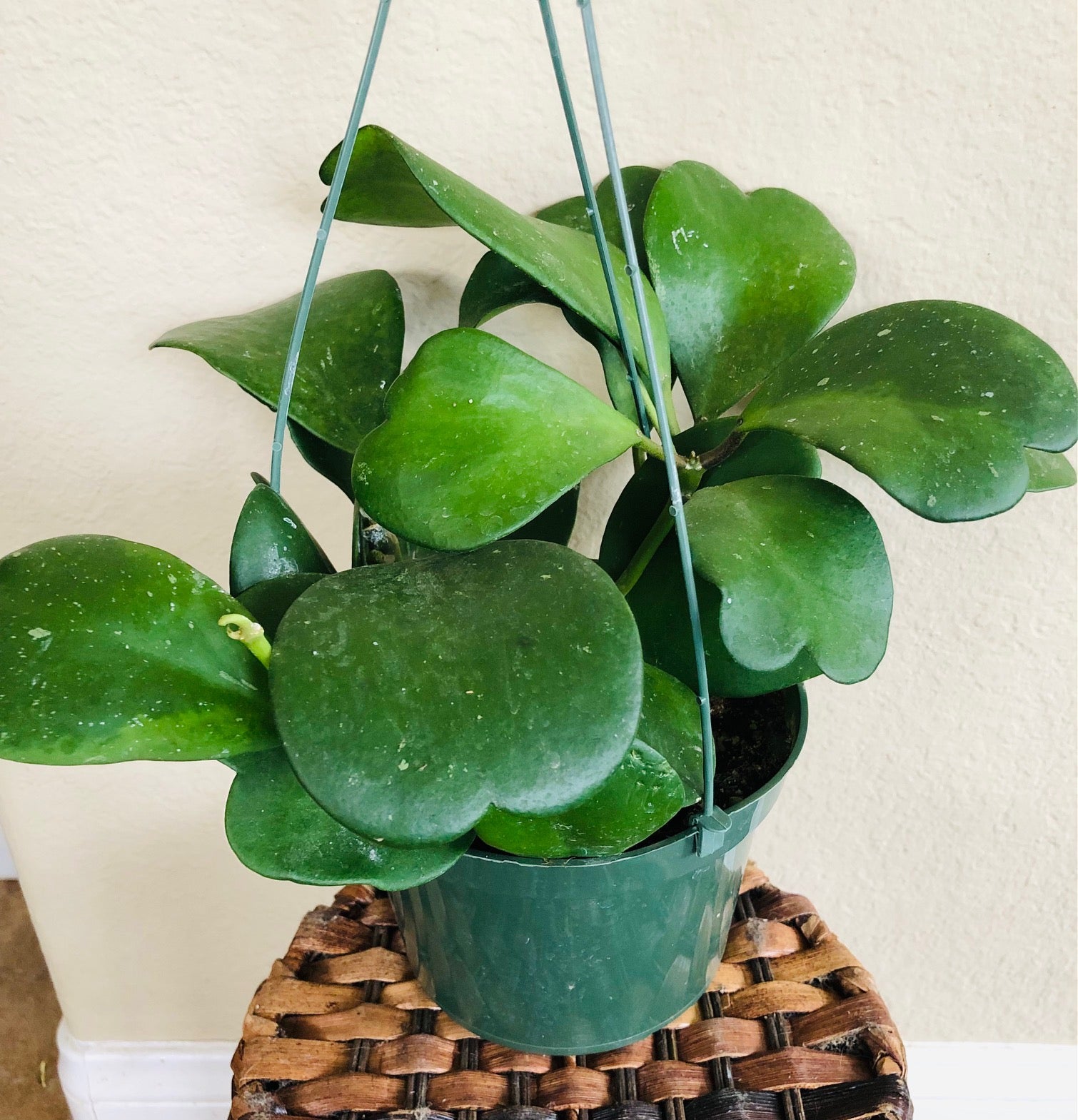 Hoya Kerrii Vine