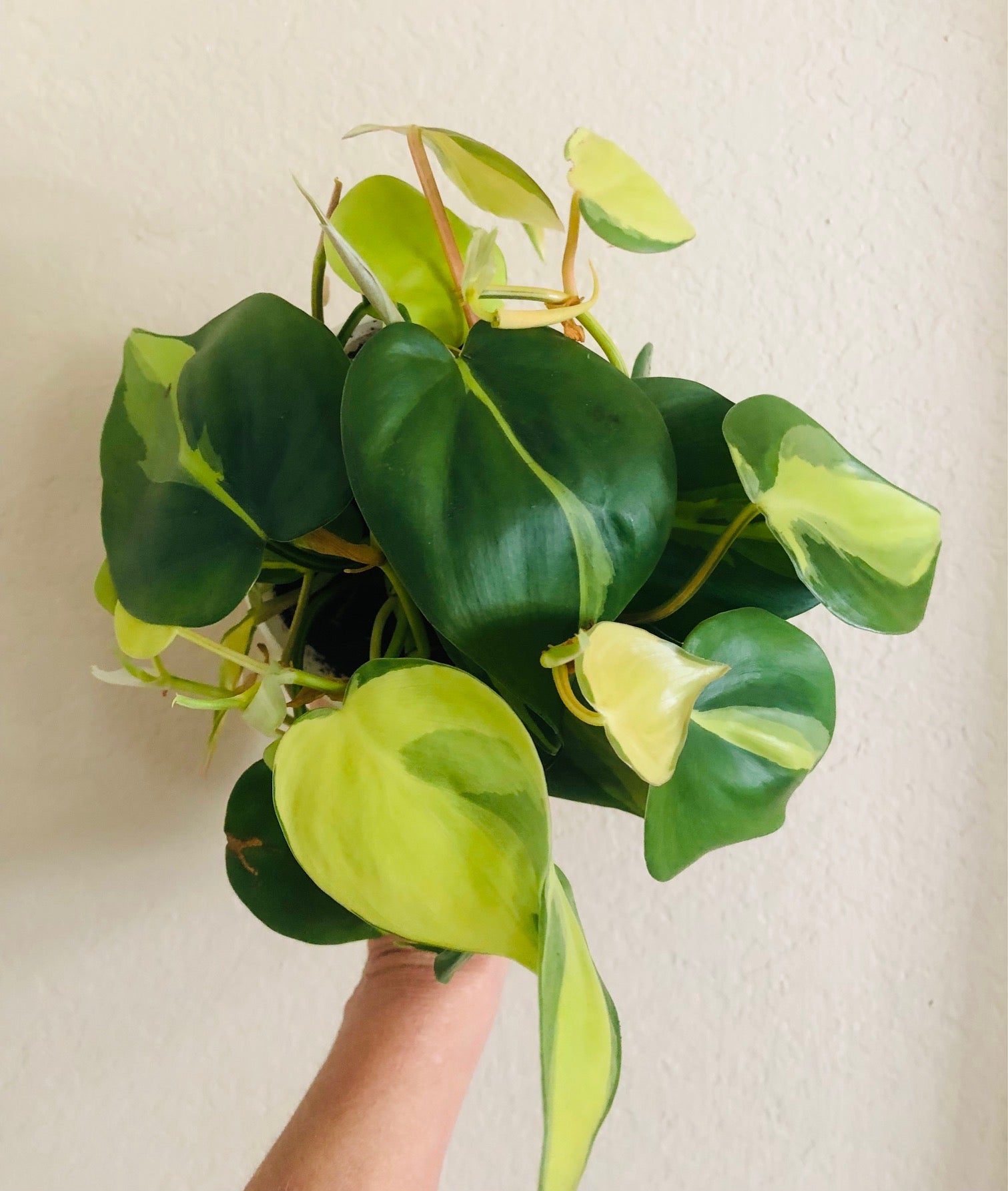 Philodendron 'Brasil'