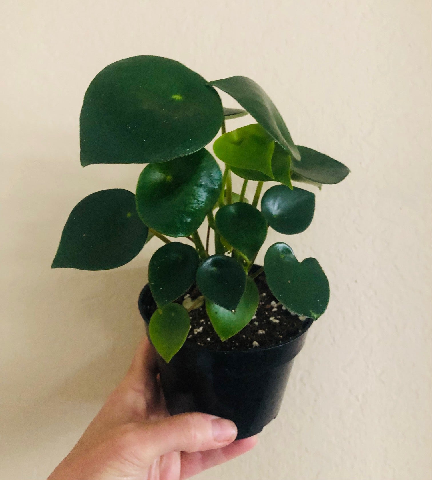 Peperomia 'Owl Eye'