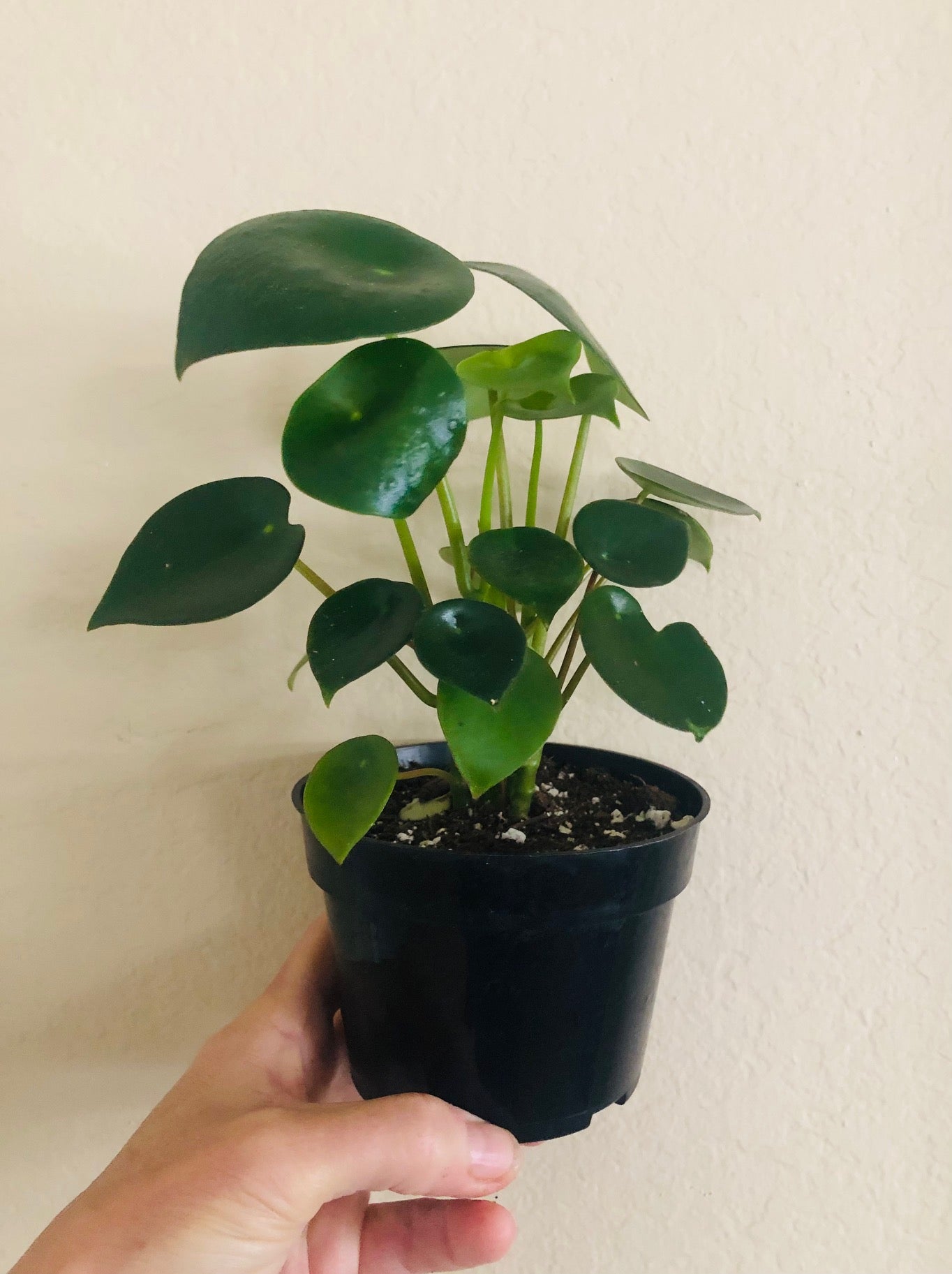 Peperomia 'Owl Eye'