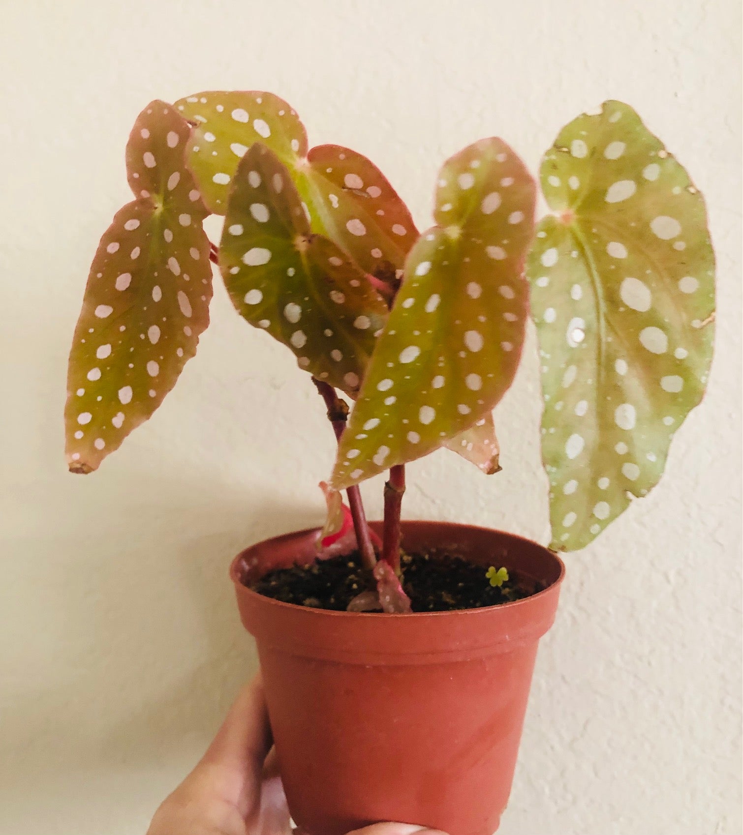 Begonia 'Maculata'