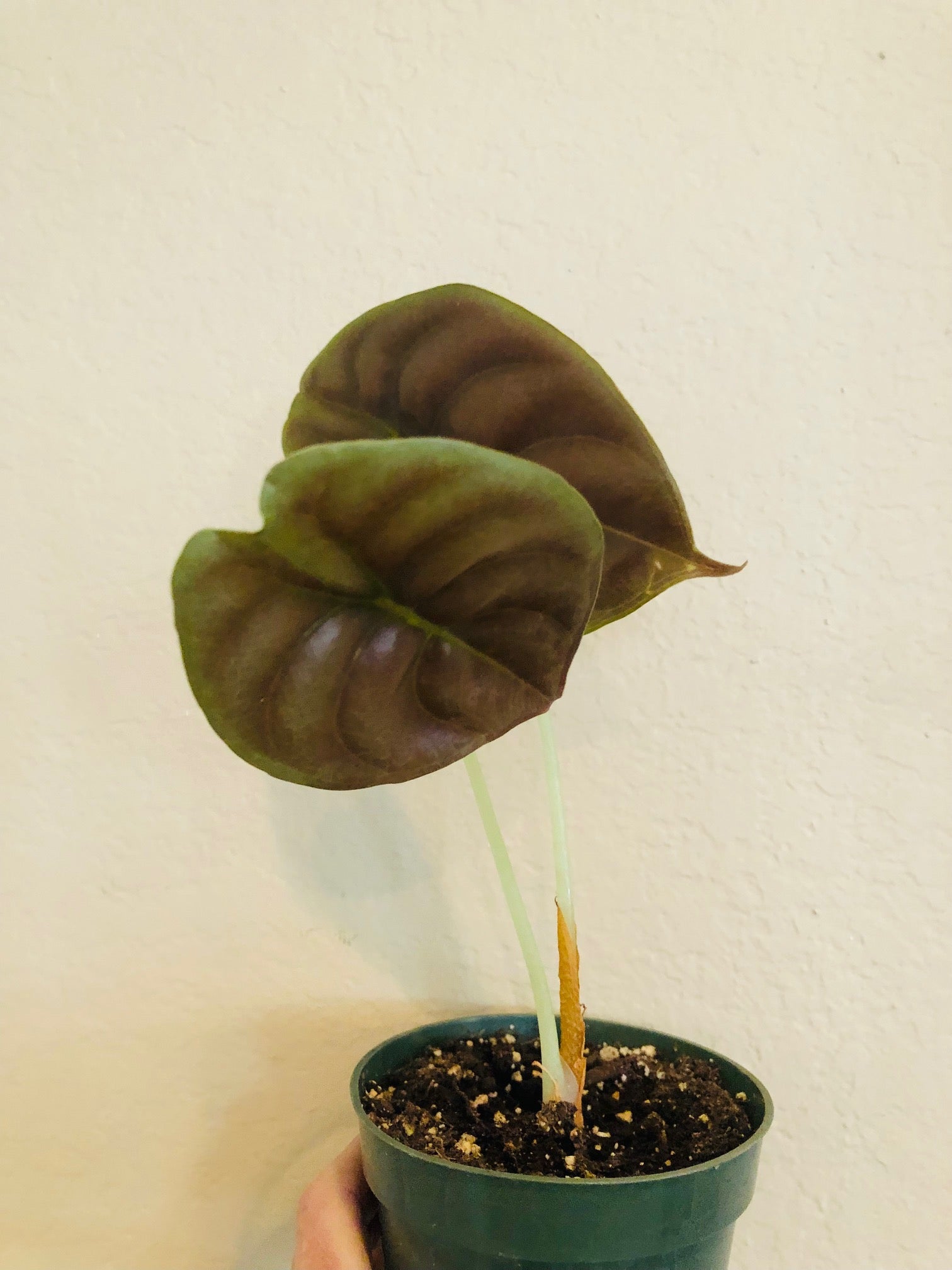 Alocasia Red Secret
