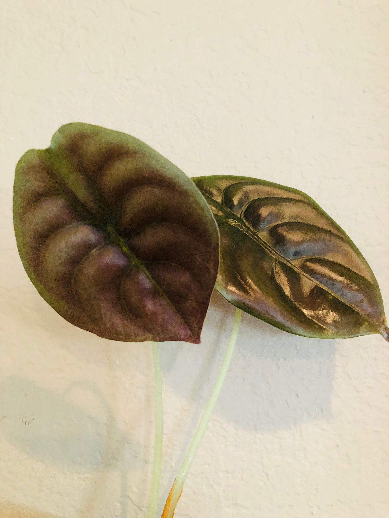 Alocasia Red Secret