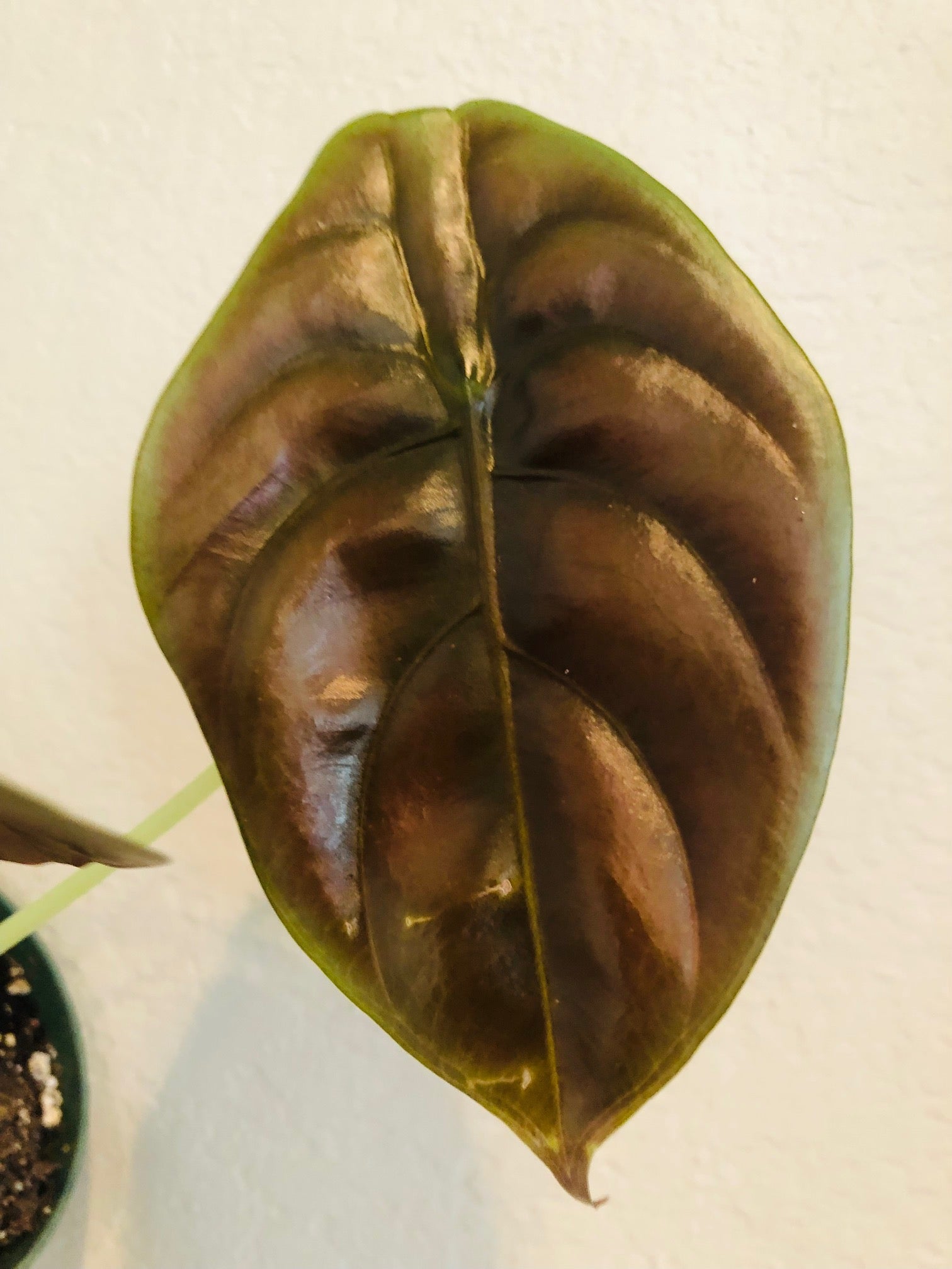 Alocasia Red Secret