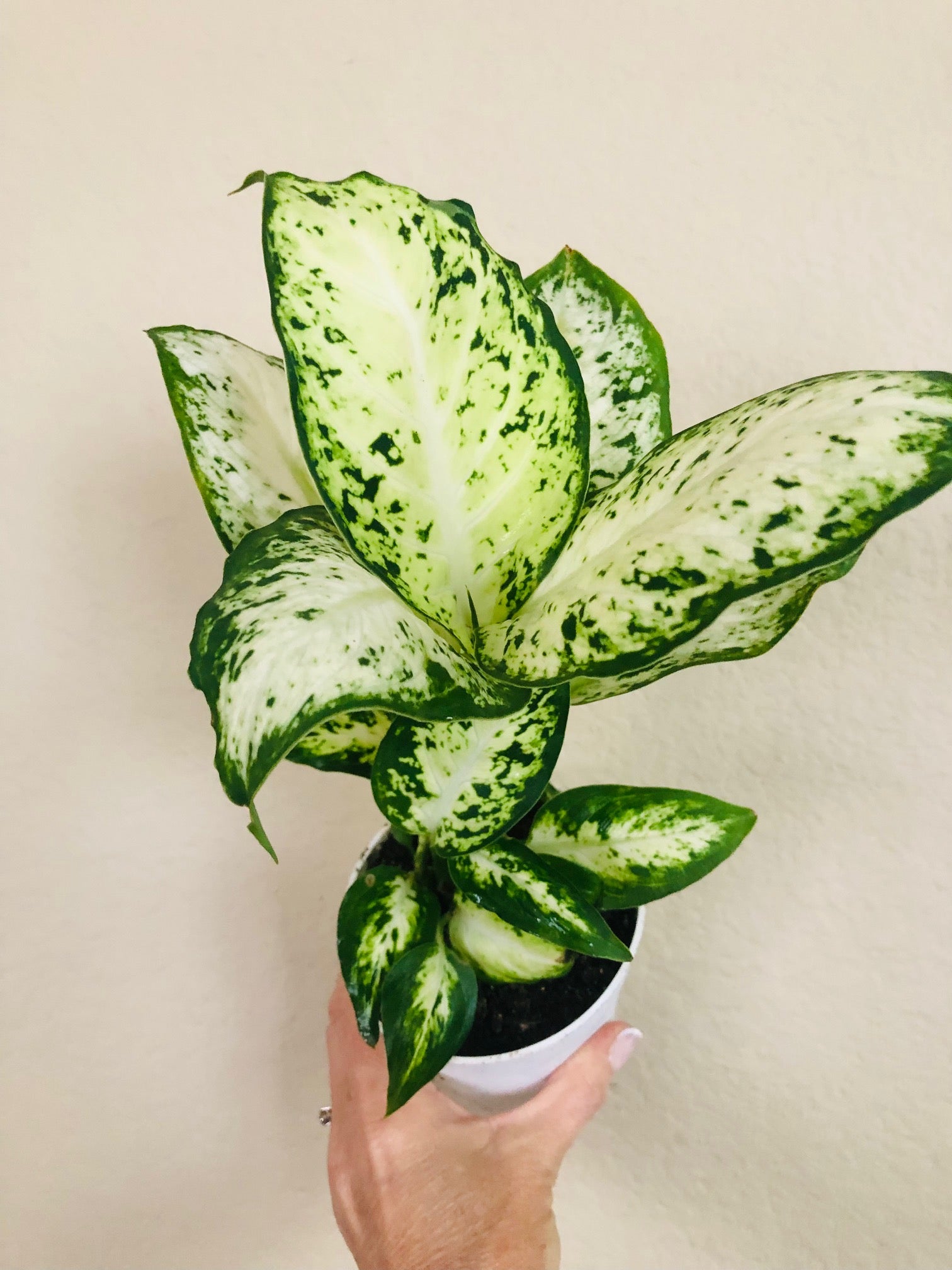 Dieffenbachia 'Amy'