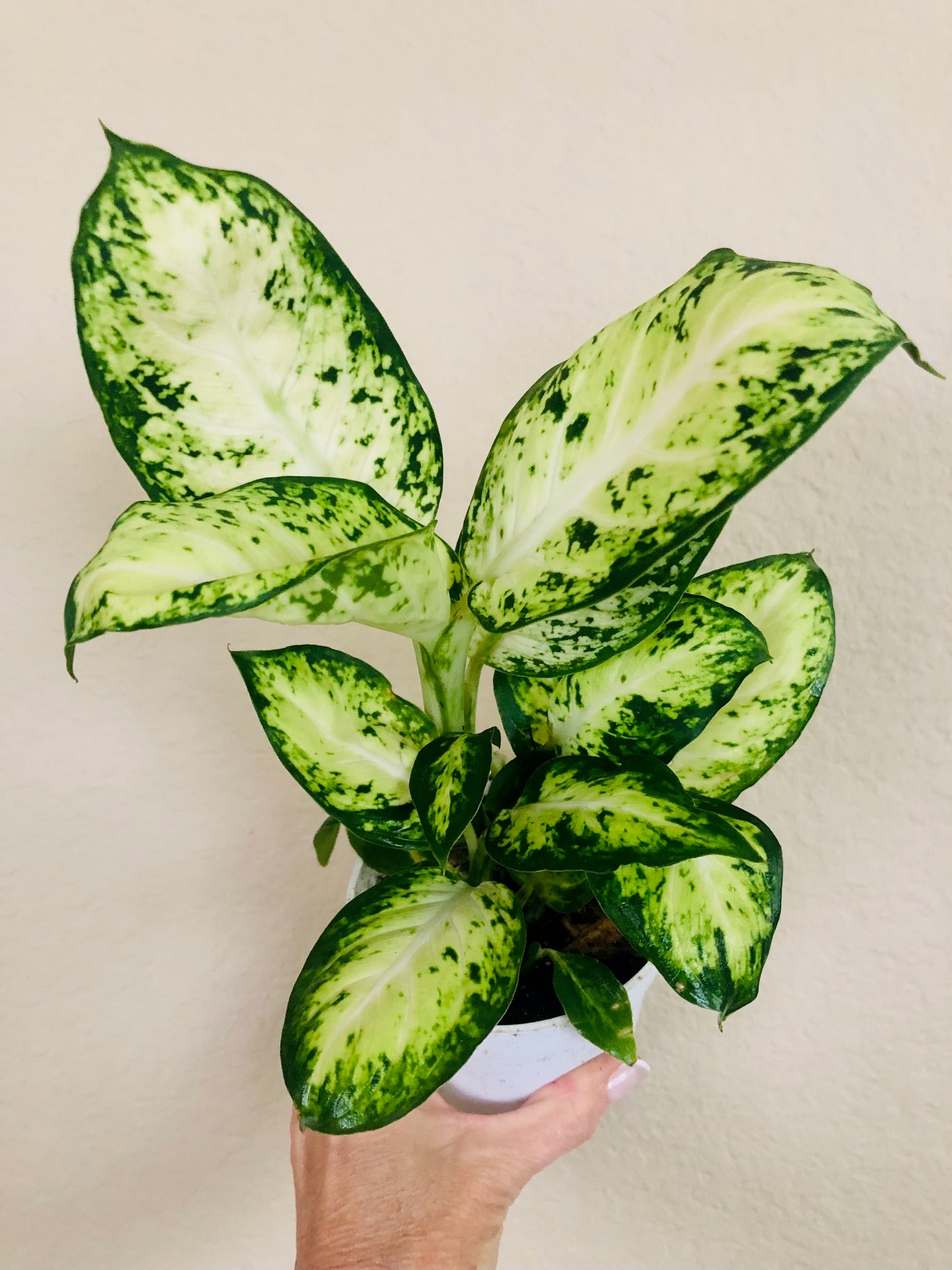 Dieffenbachia 'Amy'