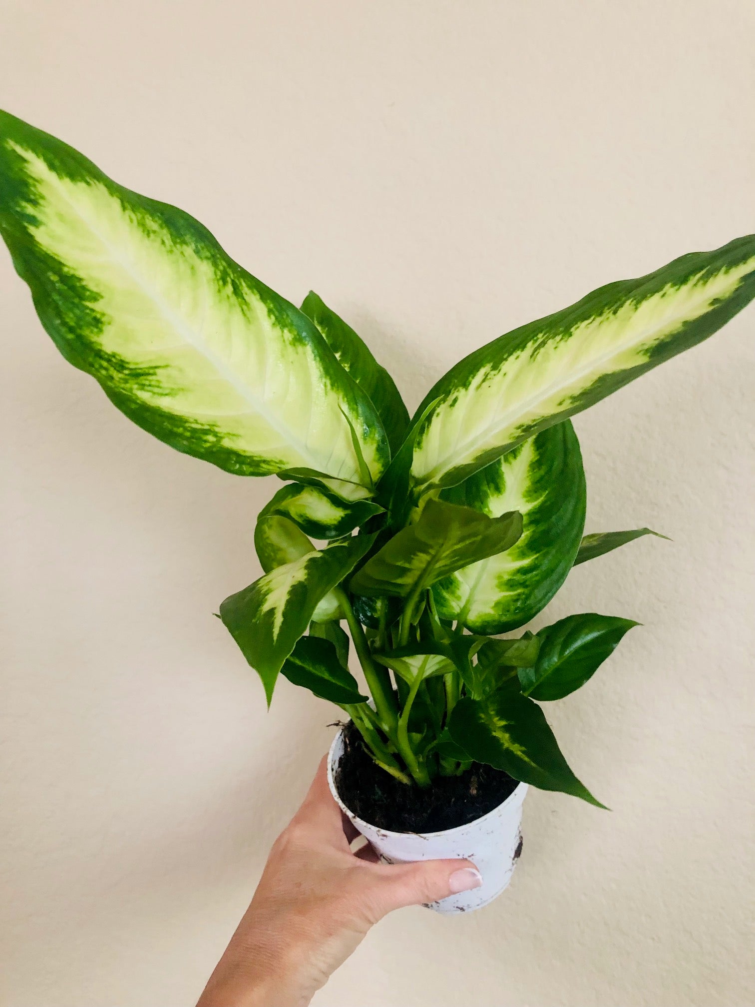 dieffenbachia camilla Dieffenbachia Camille