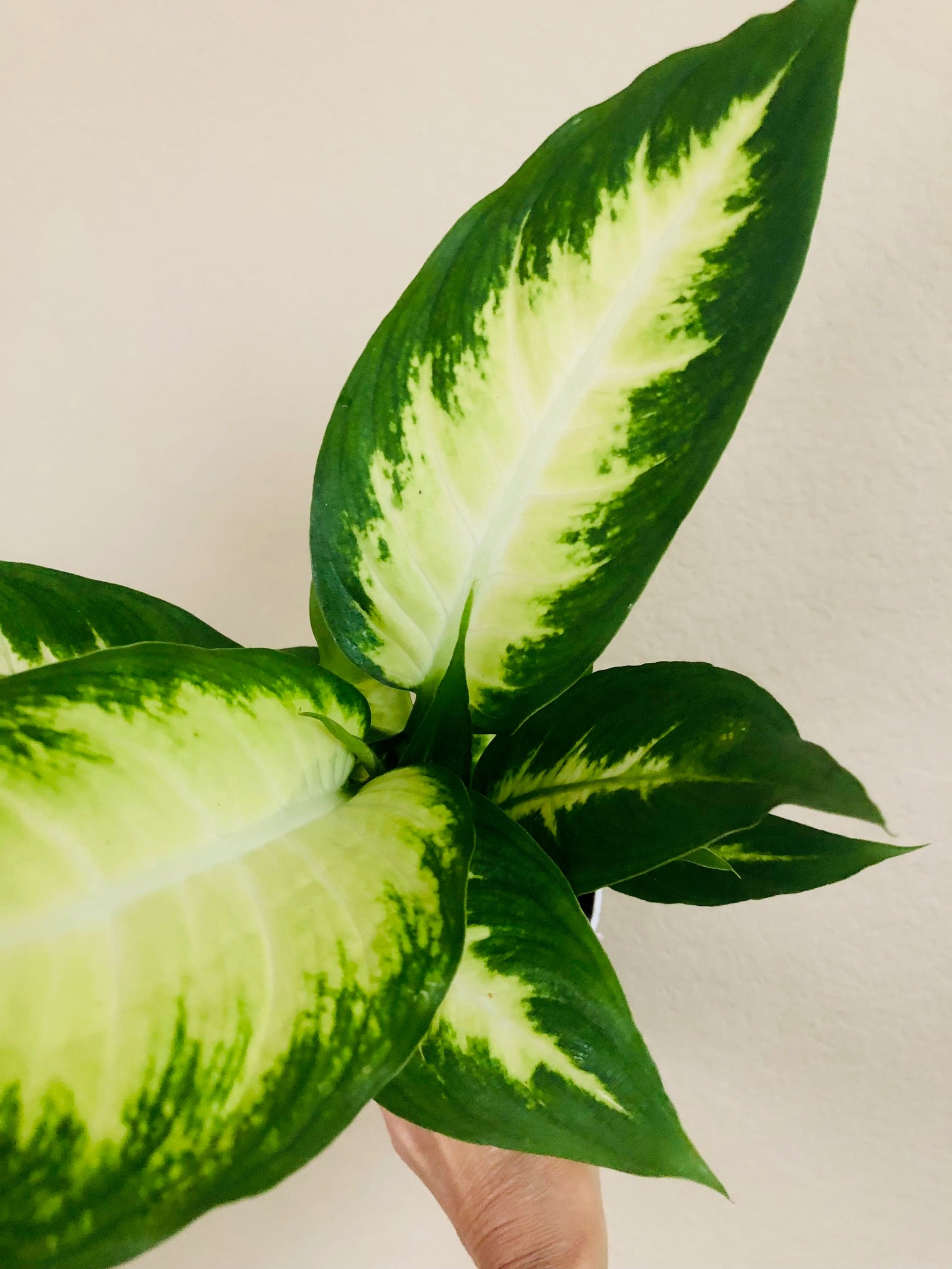 Dieffenbachia Camille