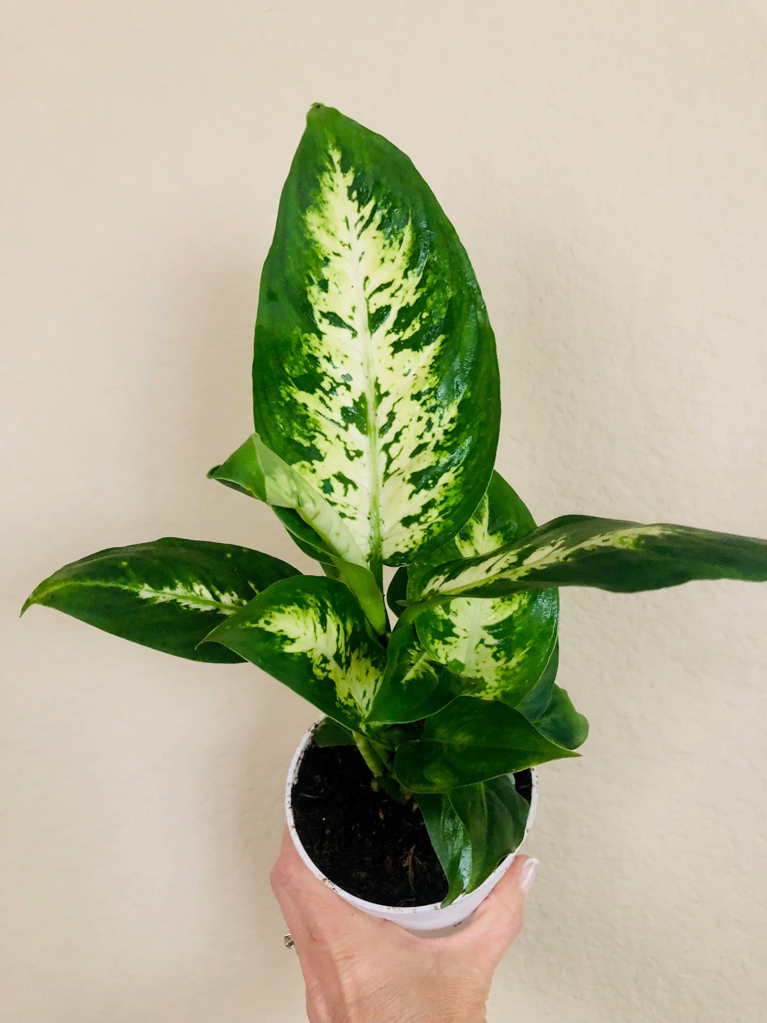 Dieffenbachia 'Compacta'