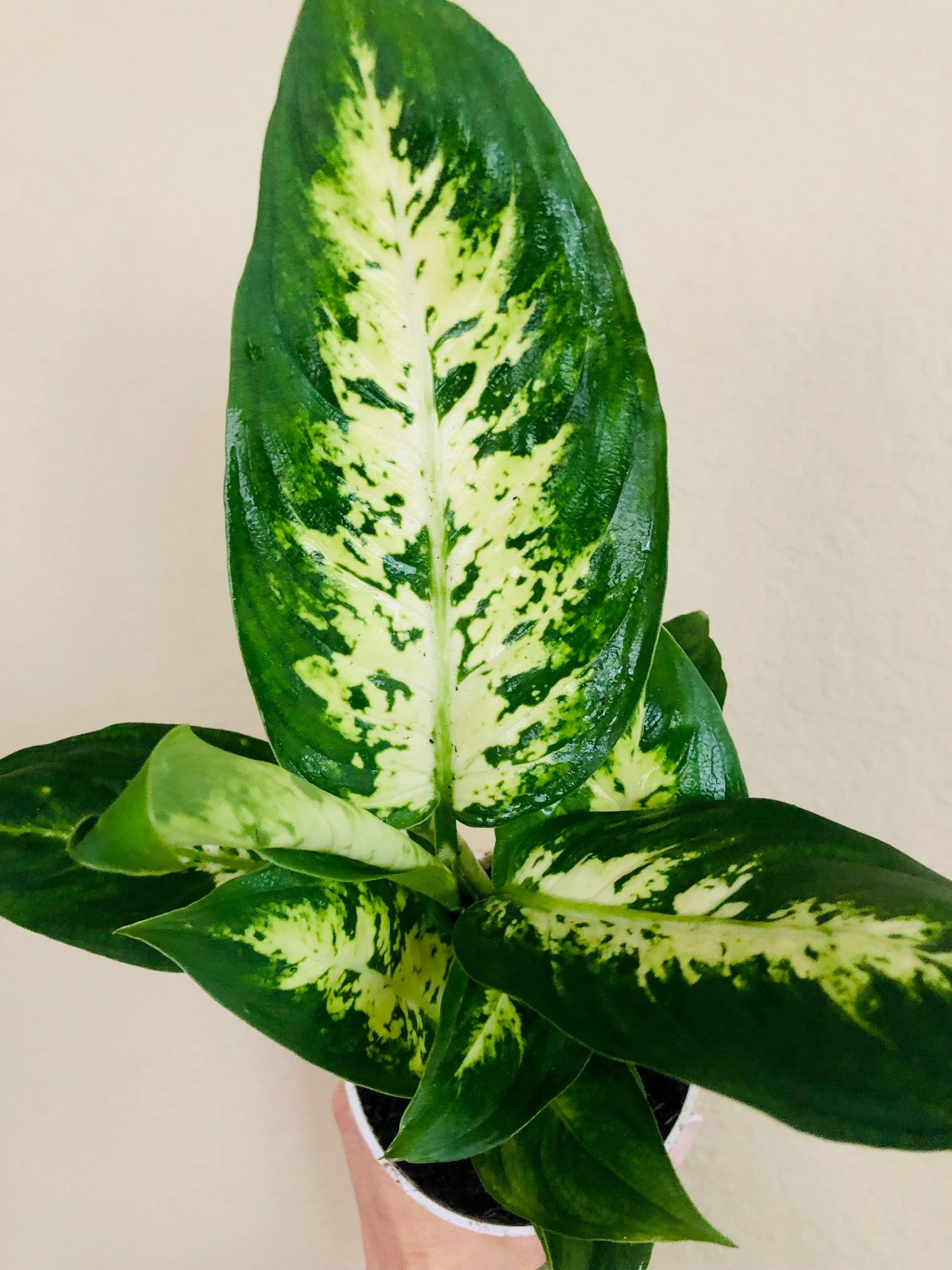 dieffenbachia compacta common name Dieffenbachia 'Compacta'