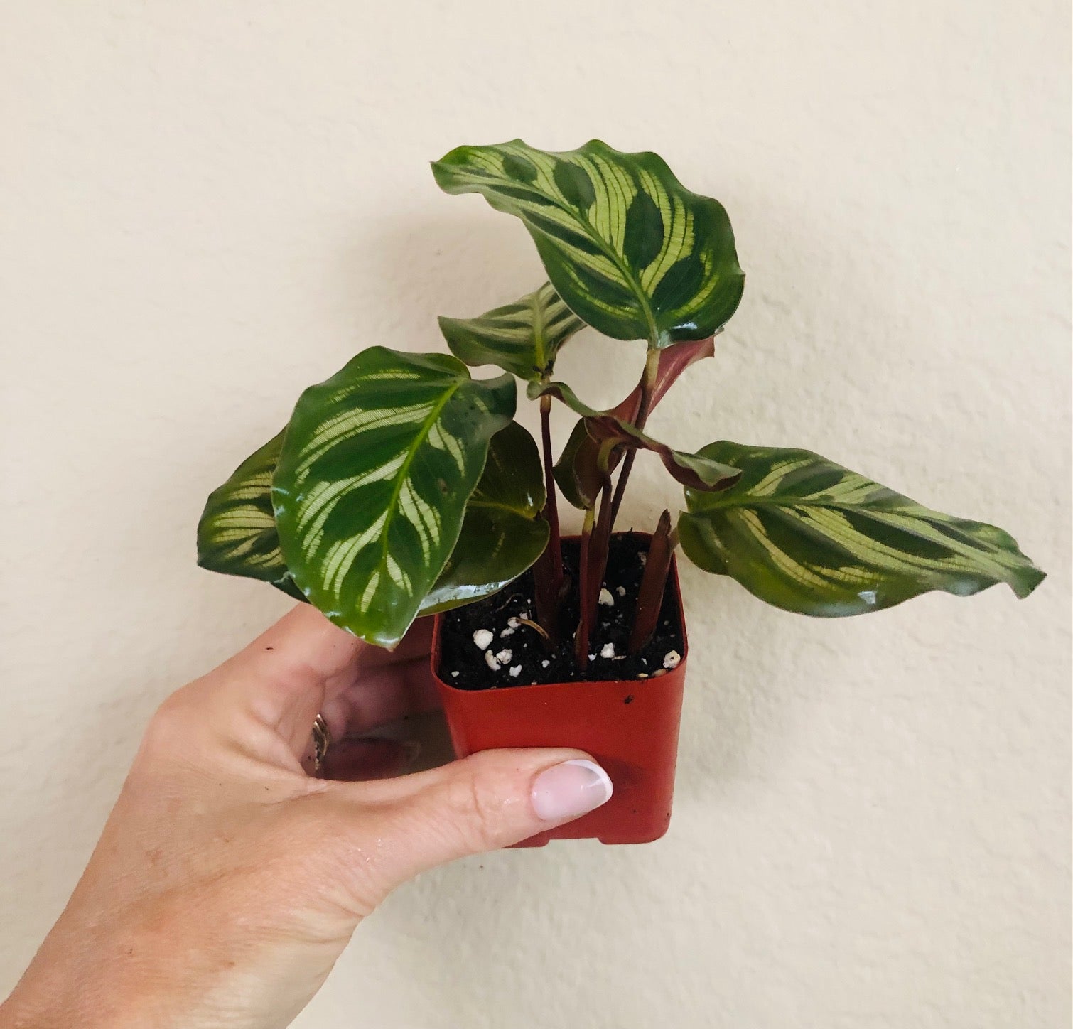 Calathea Makoyana 'Peacock'