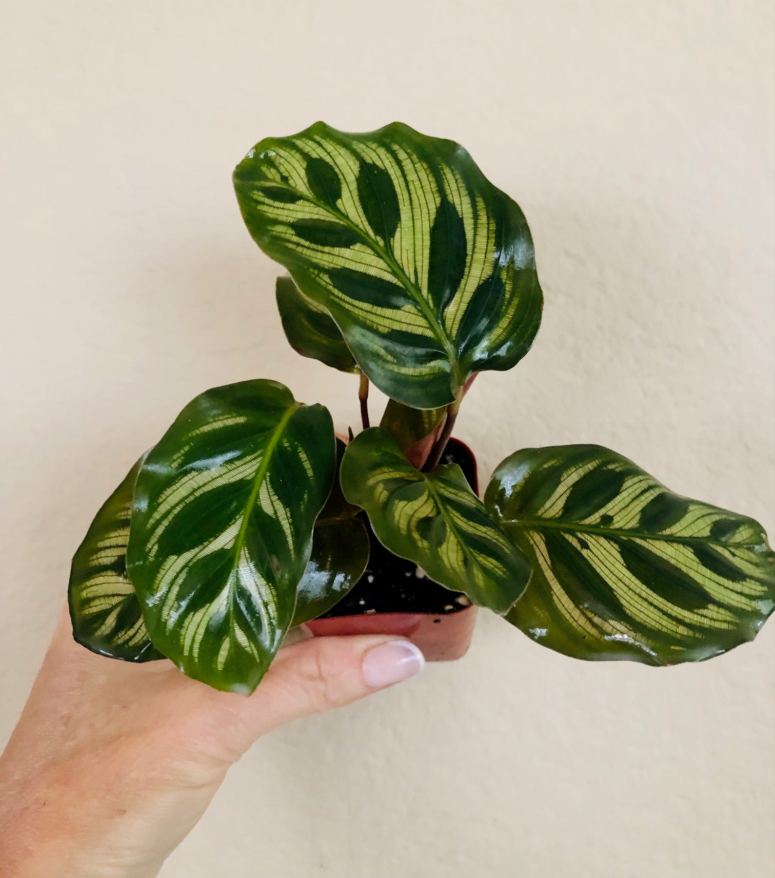 Calathea Makoyana 'Peacock'