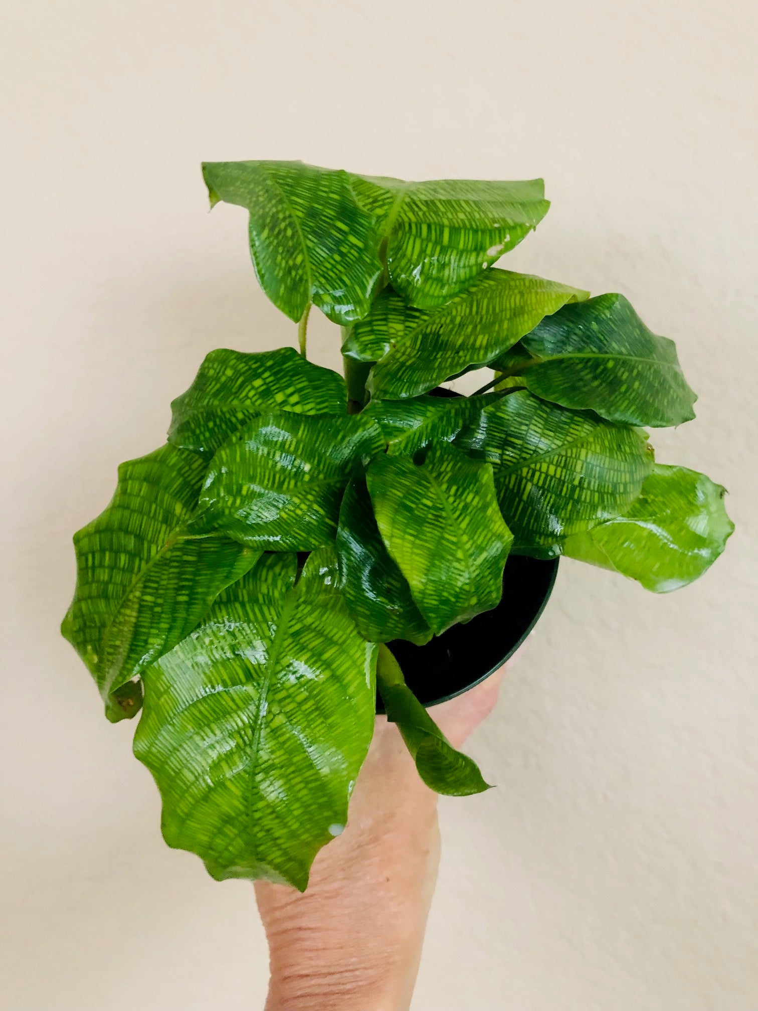 Calathea Musaica 'Network'