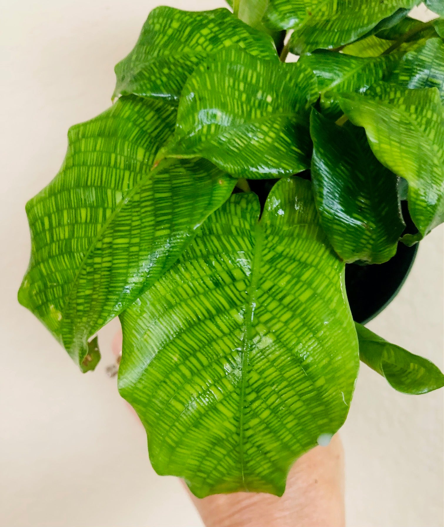 Calathea Musaica 'Network'