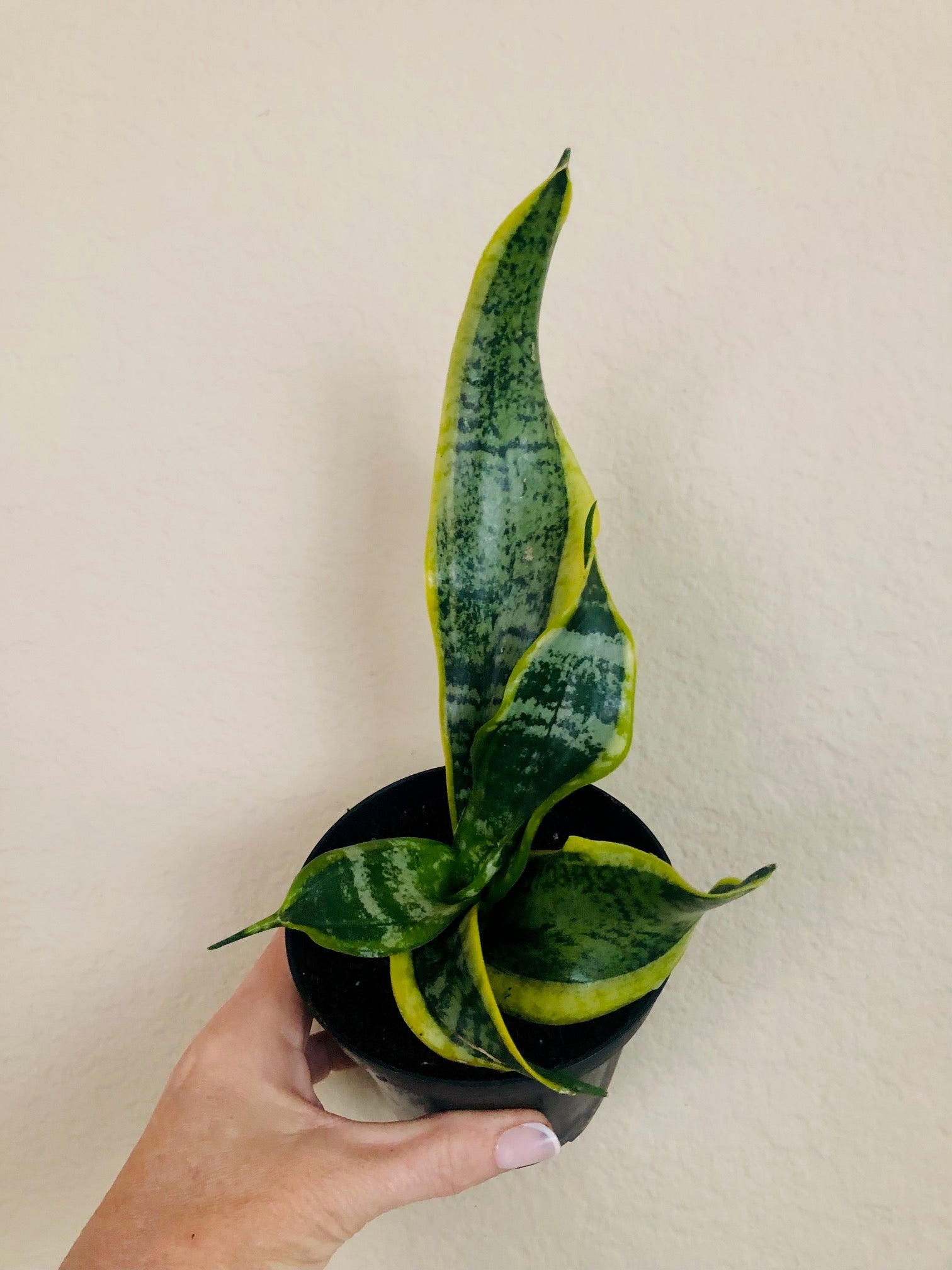 Sansevieria Trifasciata 'Twisted Sister'