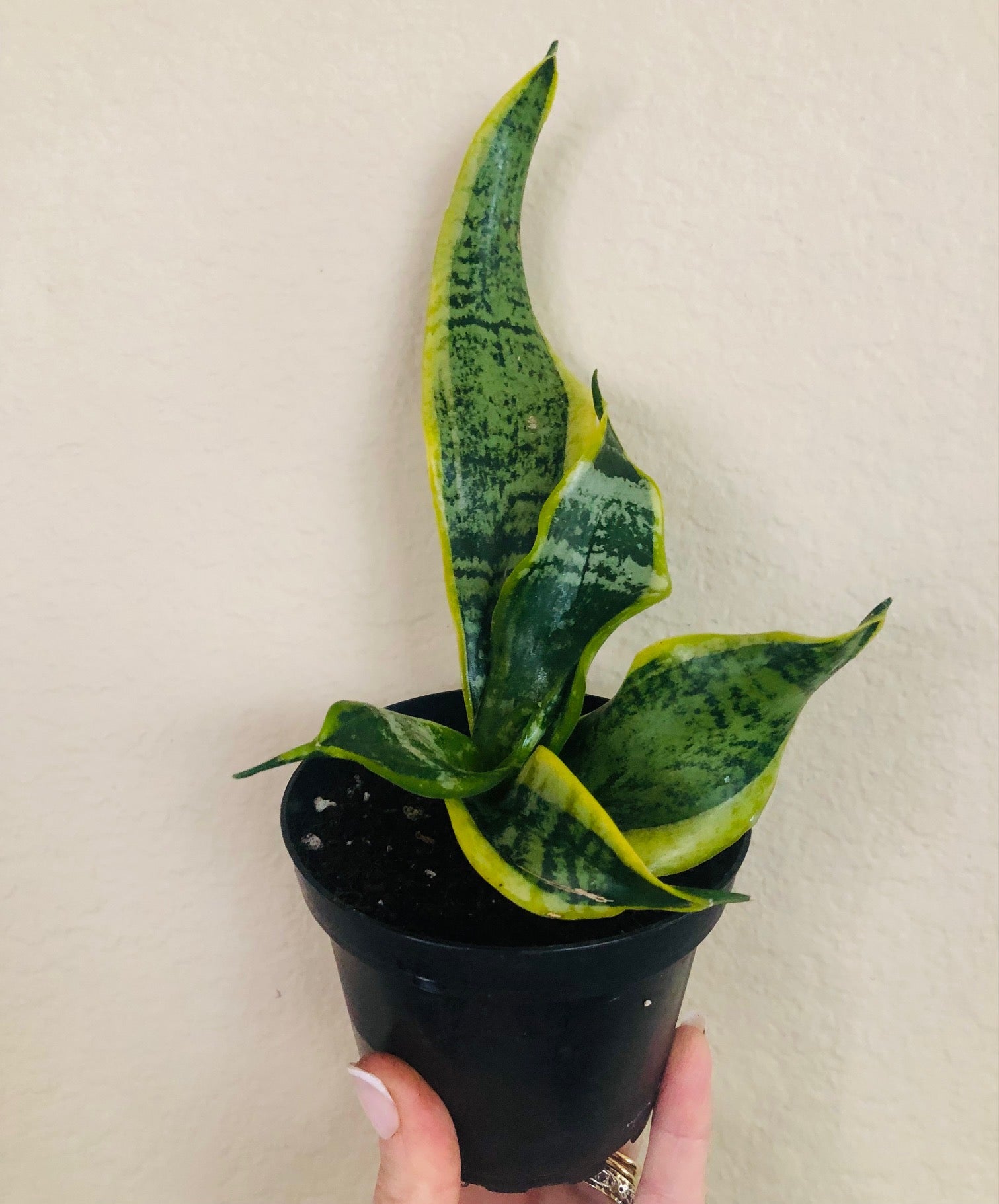 Sansevieria Trifasciata 'Twisted Sister'