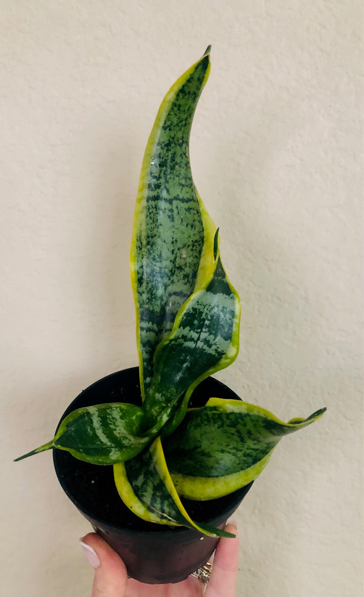Sansevieria Trifasciata 'Twisted Sister'