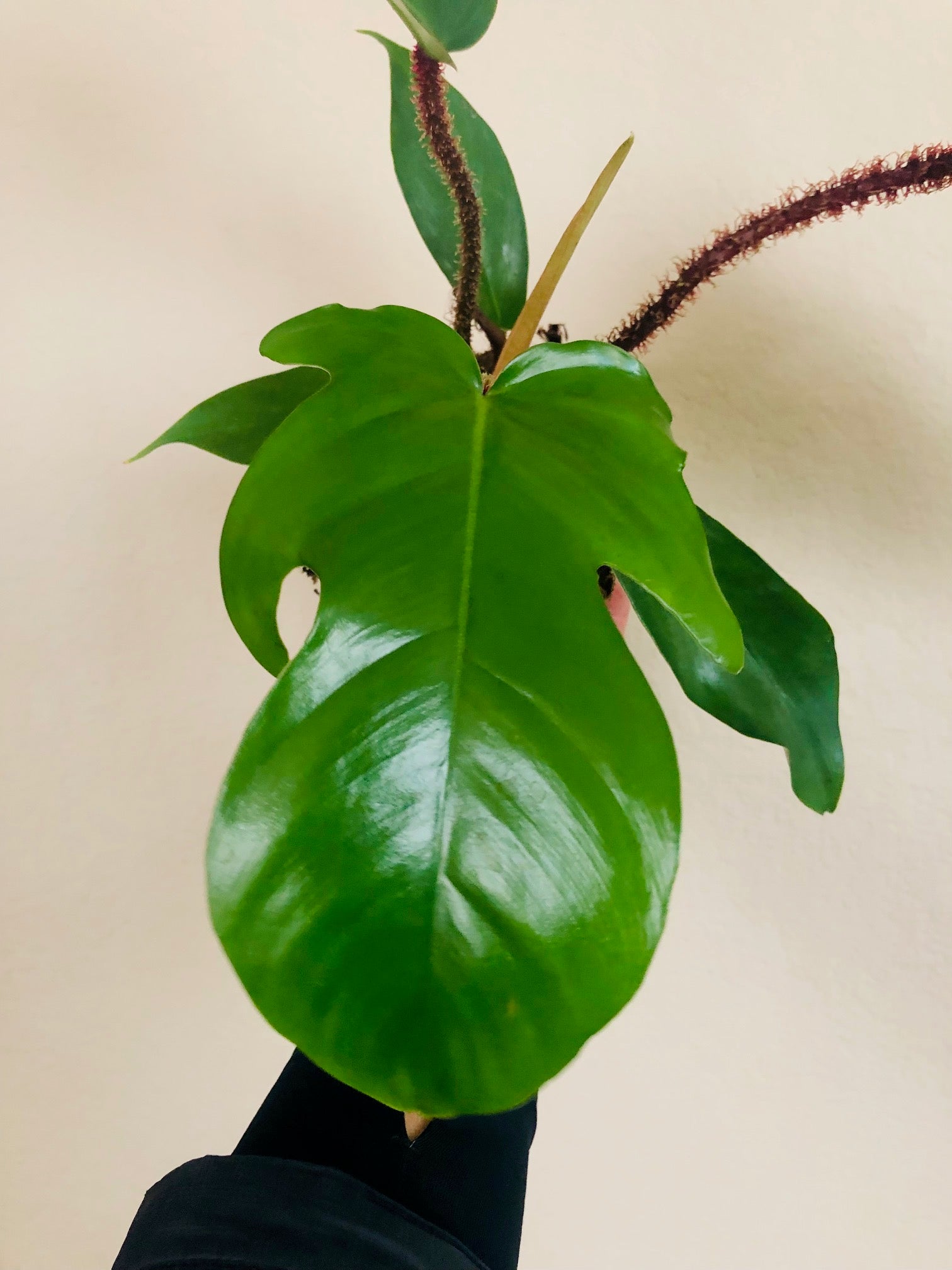 Philodendron 'Fuzzy Petiole'