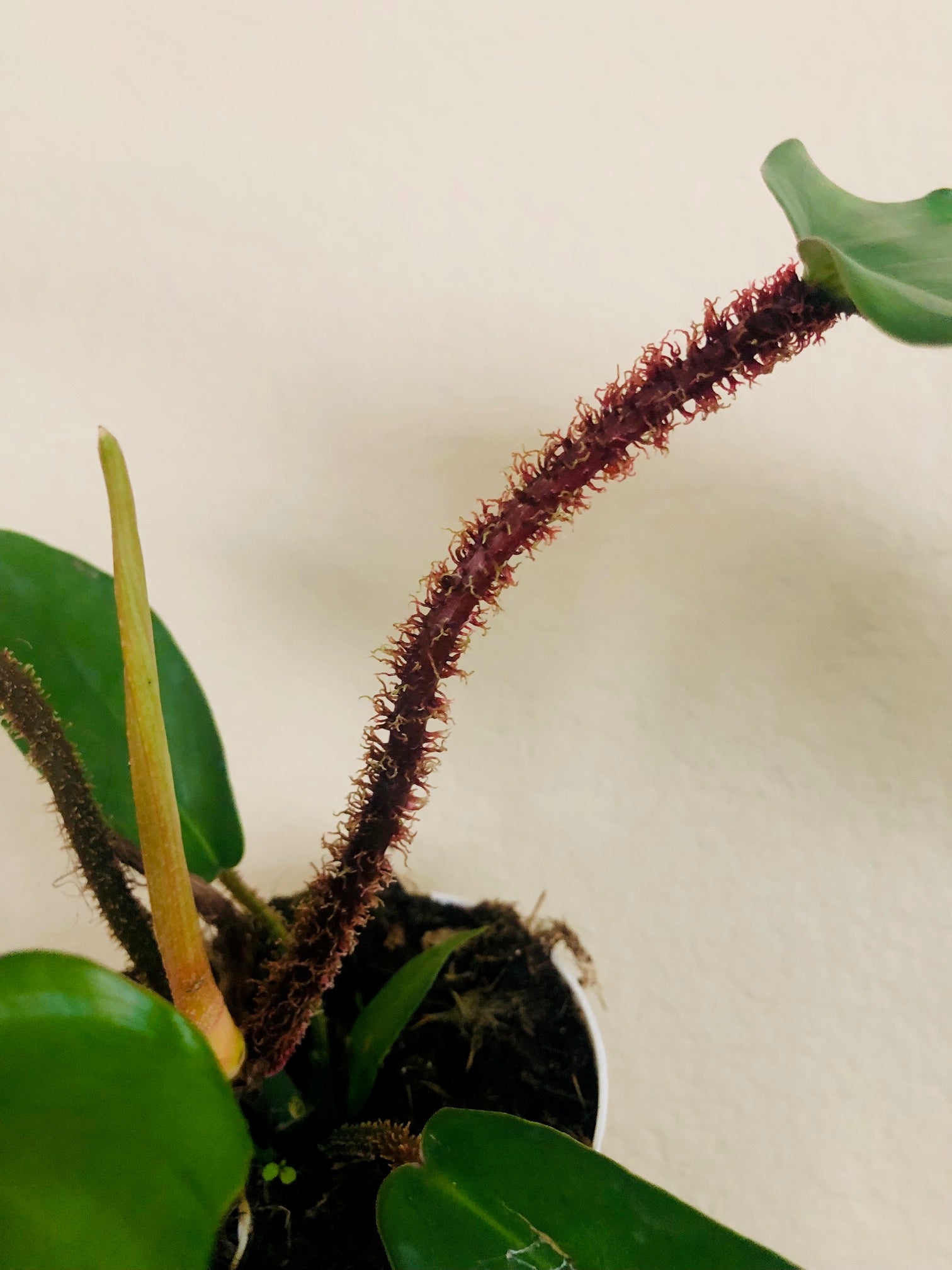 Philodendron 'Fuzzy Petiole'
