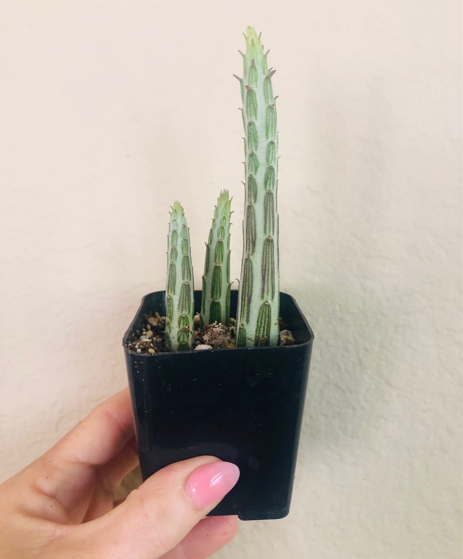 Pickle Plant