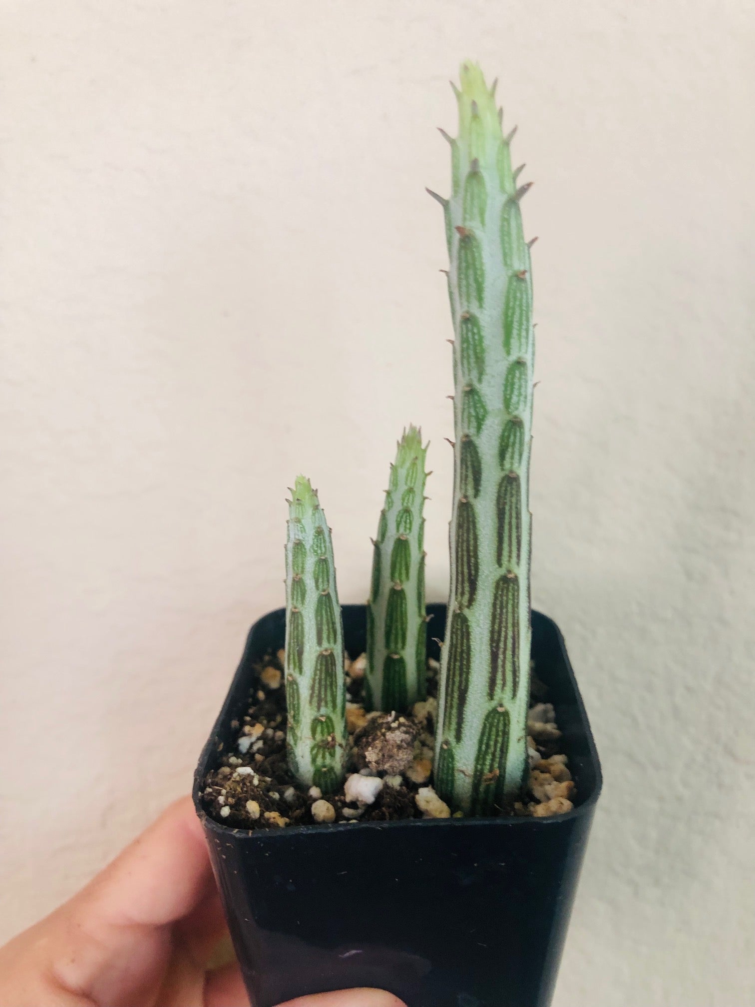 Pickle Plant
