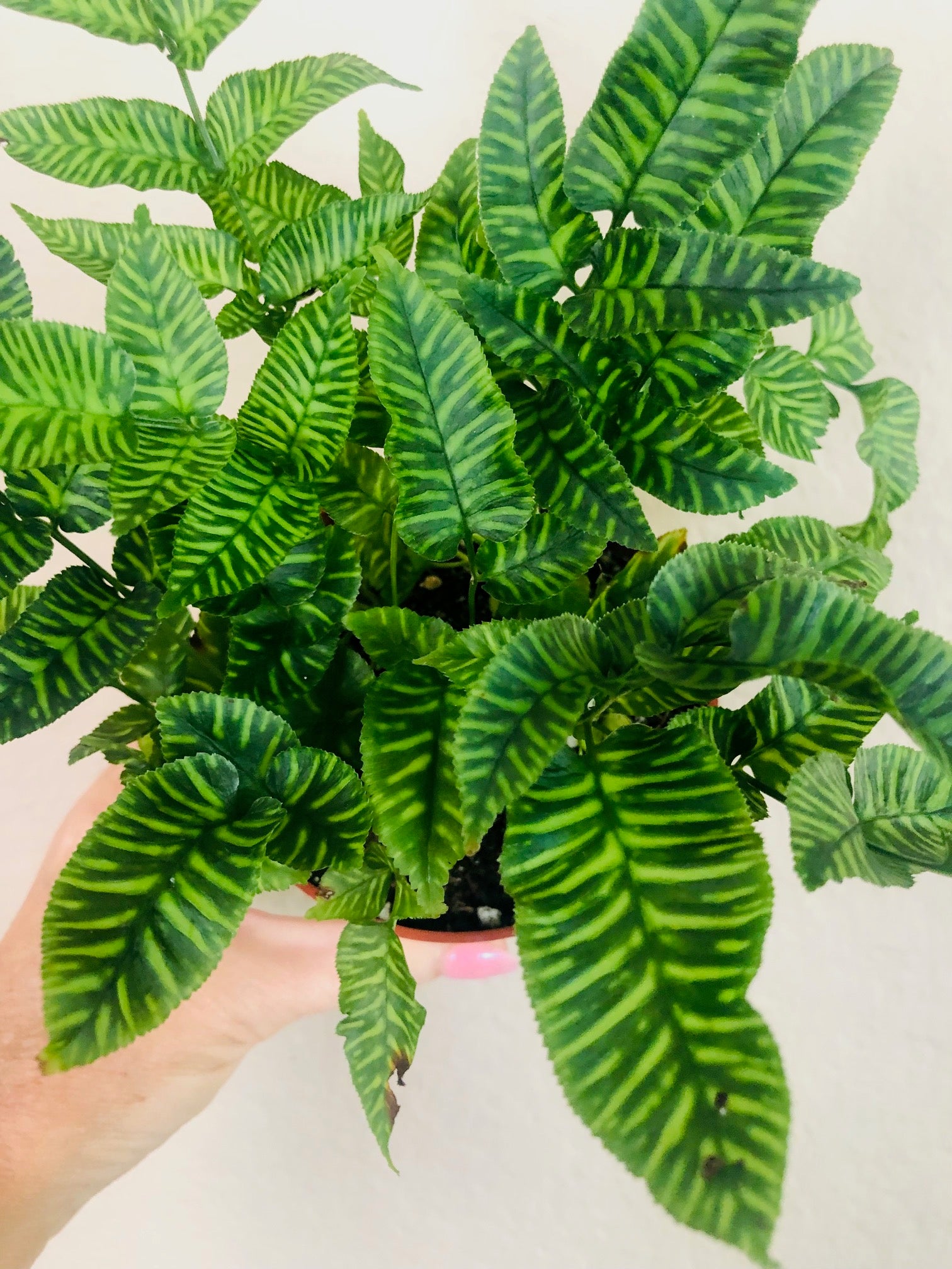 Fern 'Golden Zebra'