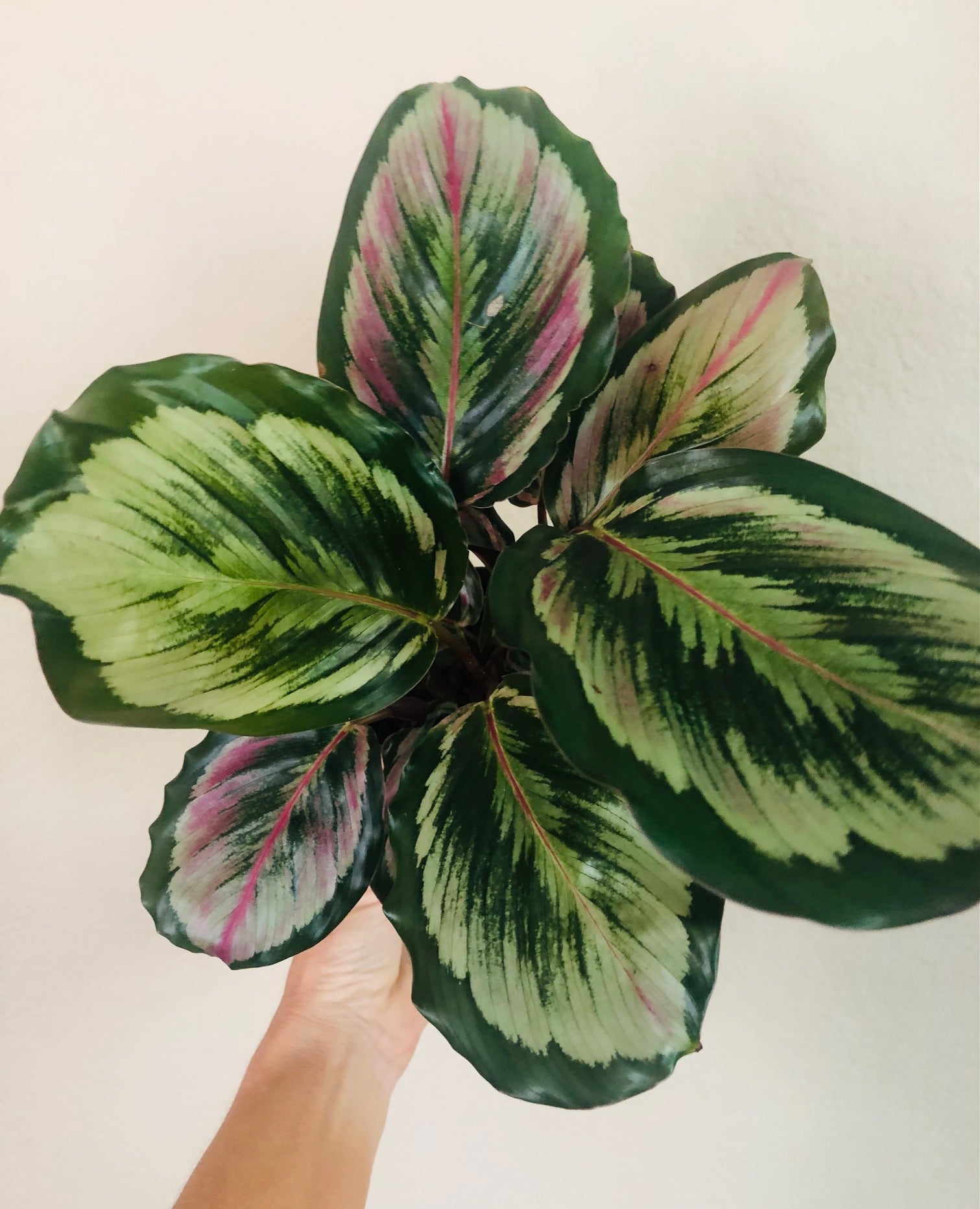 Calathea Roseopicta Medallion II