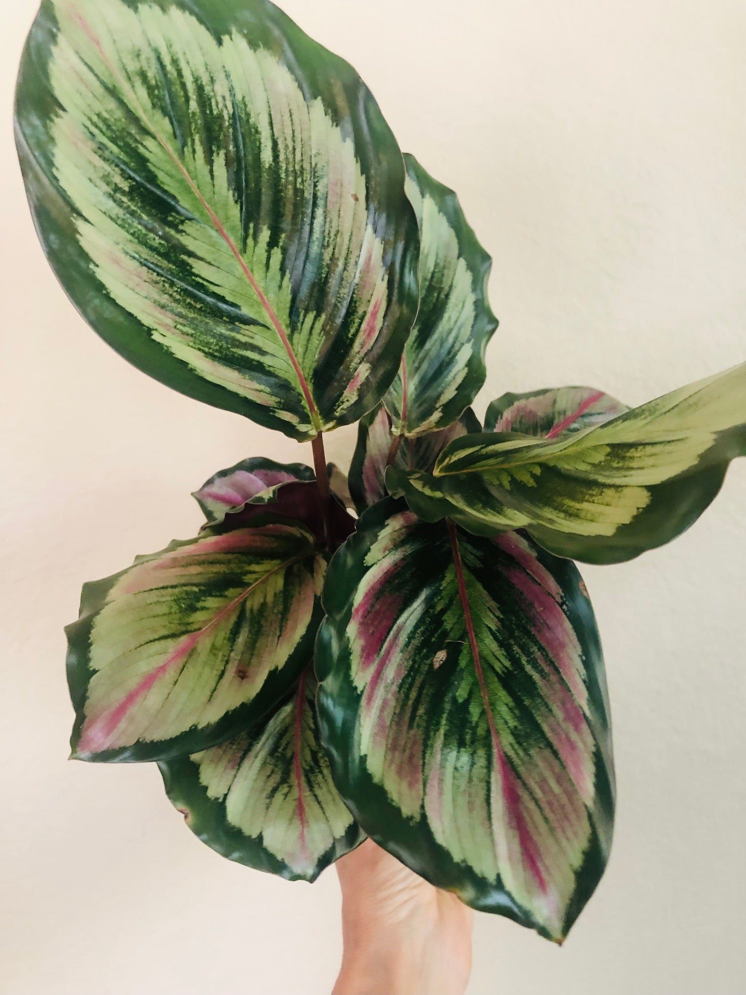 Calathea Roseopicta Medallion II